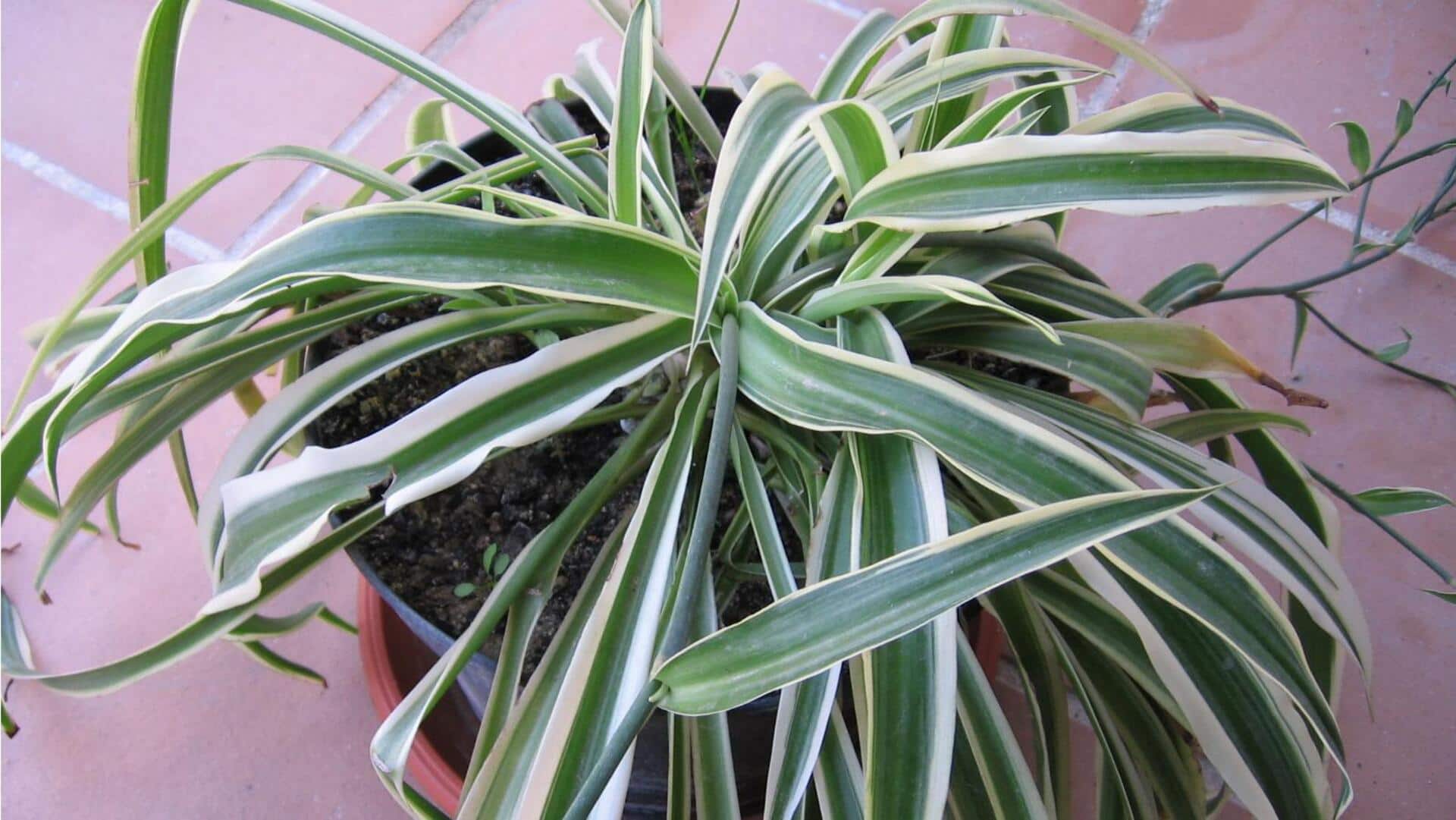 Lima Tanaman Gantung Pembersih Udara untuk Apartemen