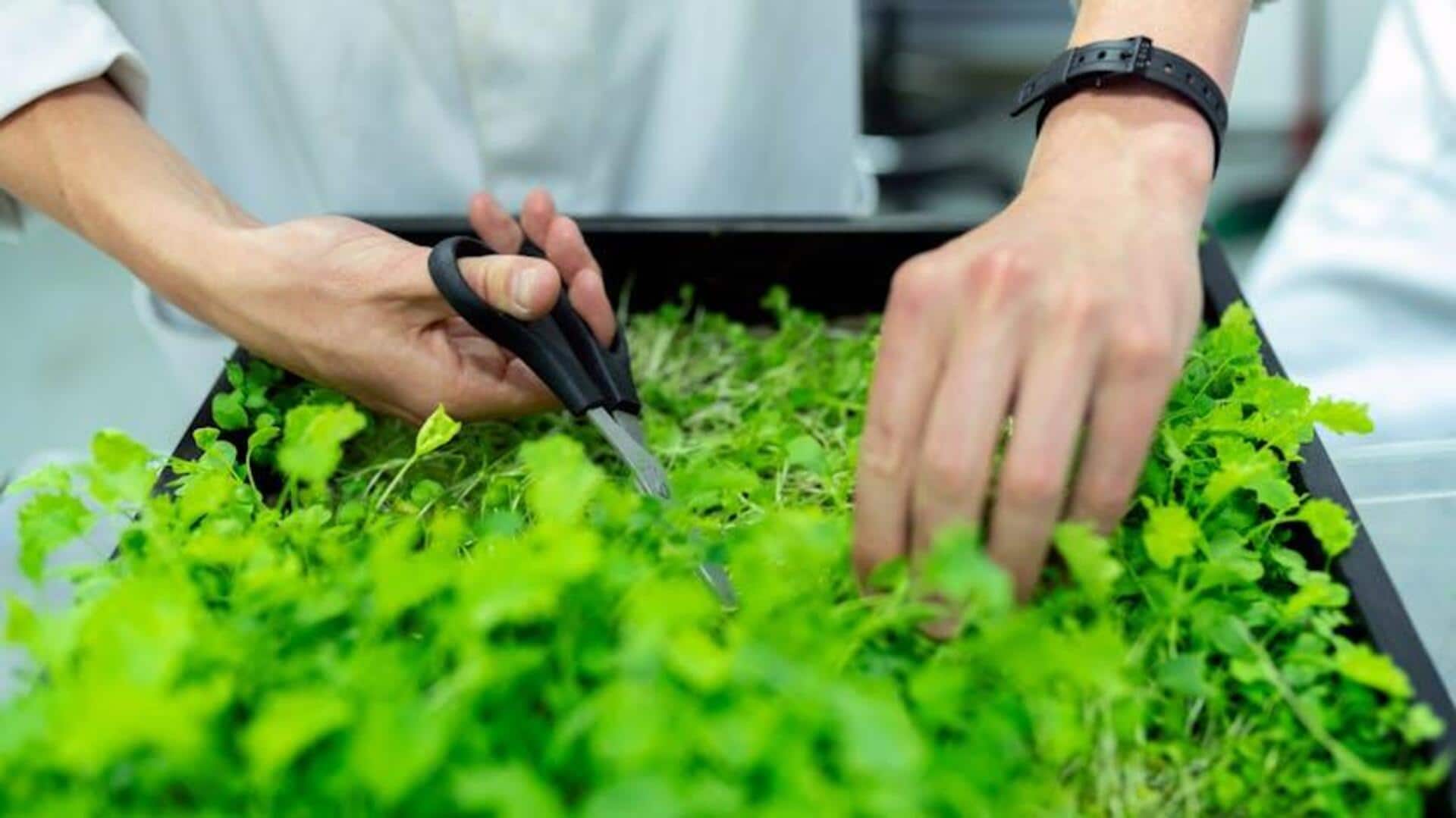 Cara Menumbuhkan Herbal Organik seperti Profesional Cara Menumbuhkan Herbal Organik seperti Profesional