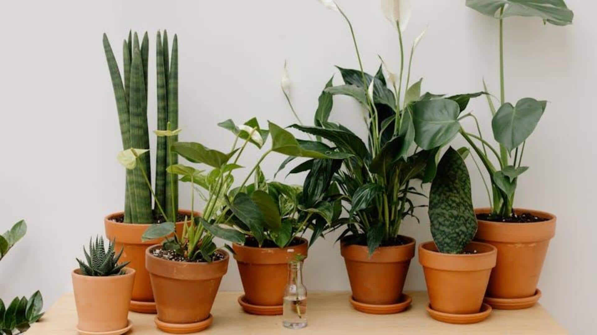 Tanaman yang menyegarkan udara dan meningkatkan suasana hati