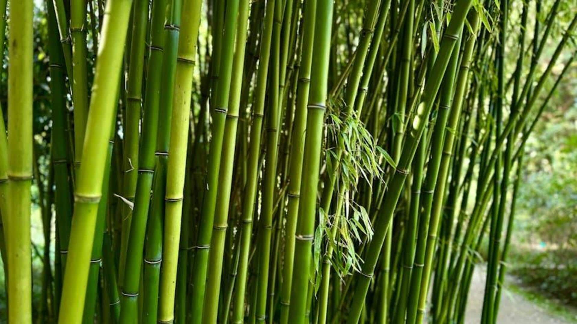 Menanam Bambu: Nikmati Rebung Sepanjang Masa