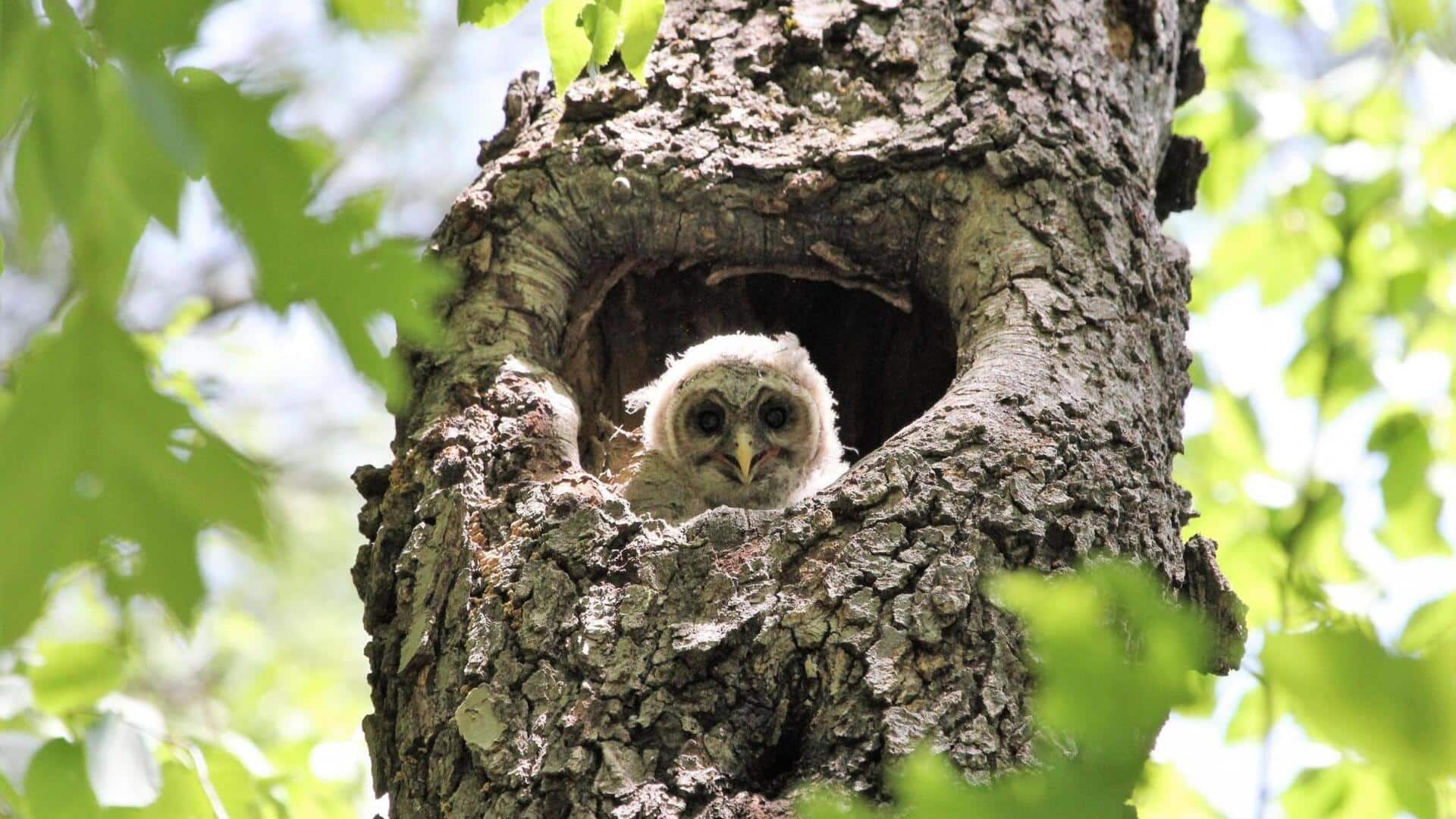 Adaptasi Cerdas Burung Hantu dalam Memilih Lokasi Sarang