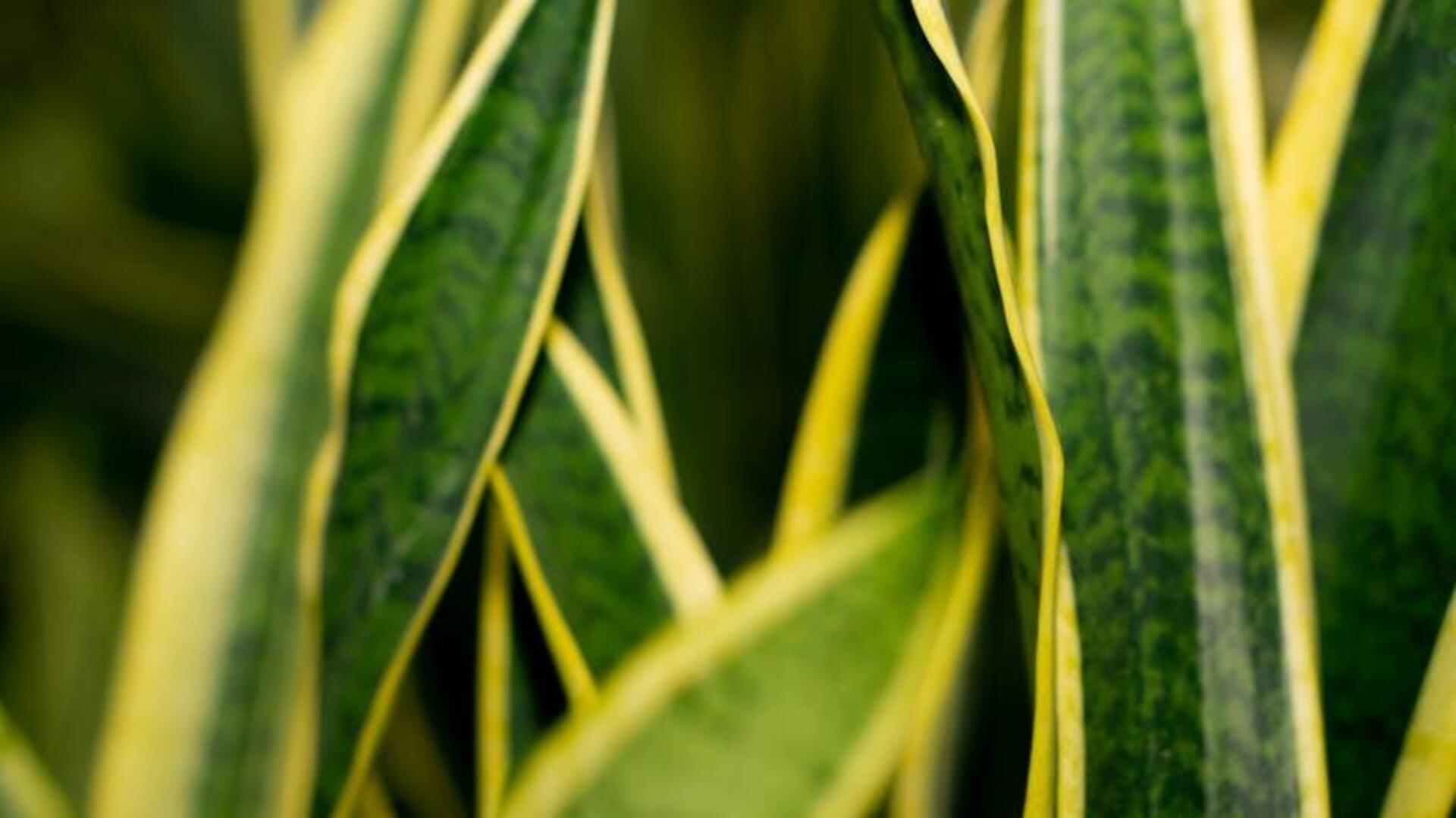 Manfaat Tersembunyi Tanaman Lidah Mertua untuk Rumah Anda