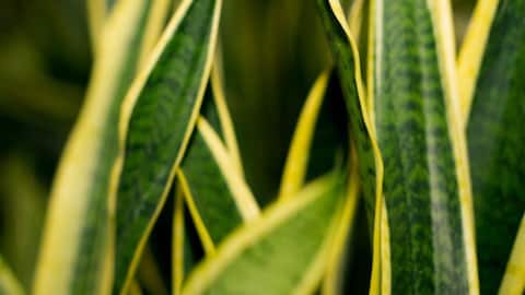 Manfaat Tersembunyi Tanaman Lidah Mertua untuk Rumah Anda