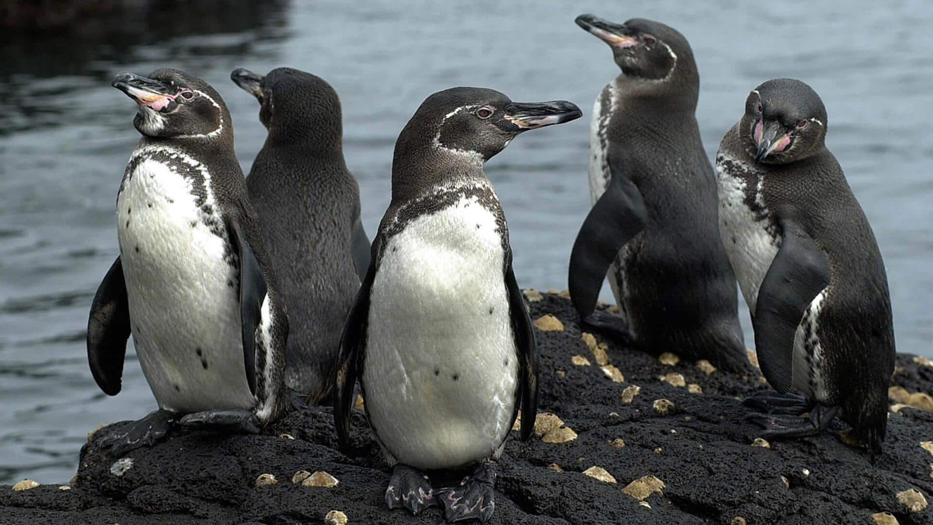 Mengungkap Sederet Mitos tentang Penguin