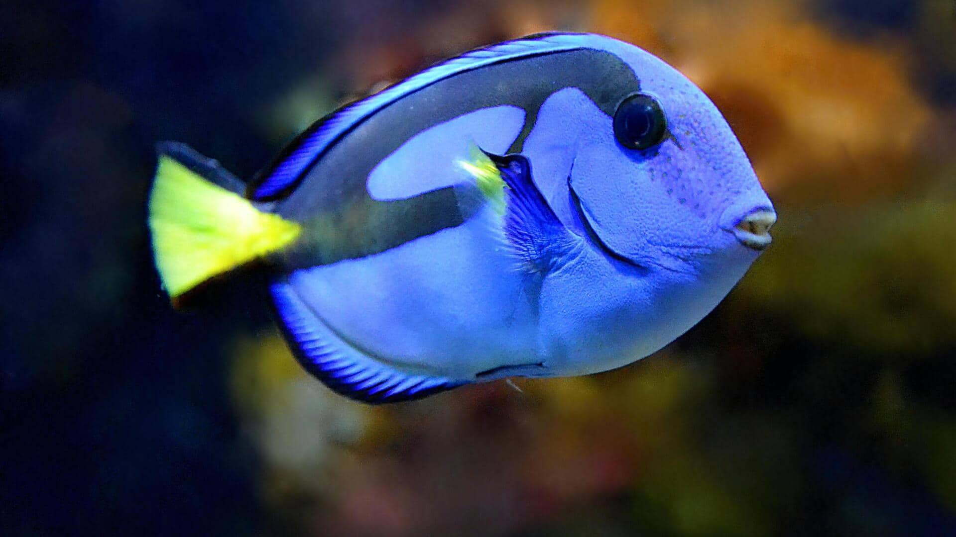 Mengenal Blue Tang: 5 perilaku tak terlihat yang patut diperhatikan Mengenal Blue Tang: 5 perilaku tak terlihat yang patut diperhatikan