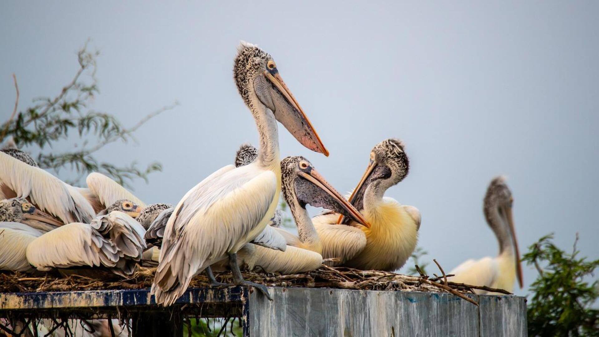Misteri Sarang Pelikan di Lingkungan Pesisir