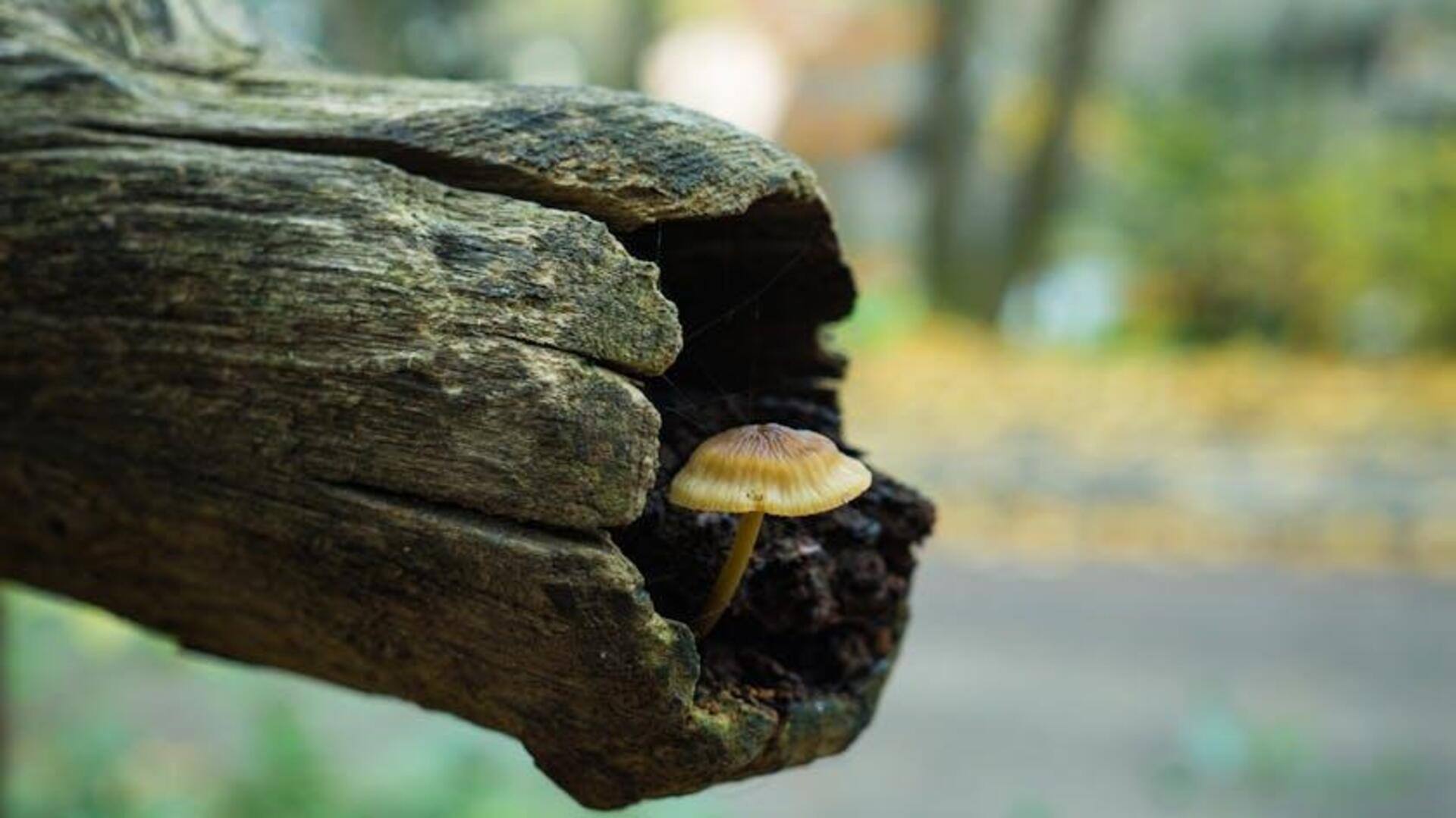 Peran Mengejutkan Jamur dalam Kesehatan Lingkungan Global