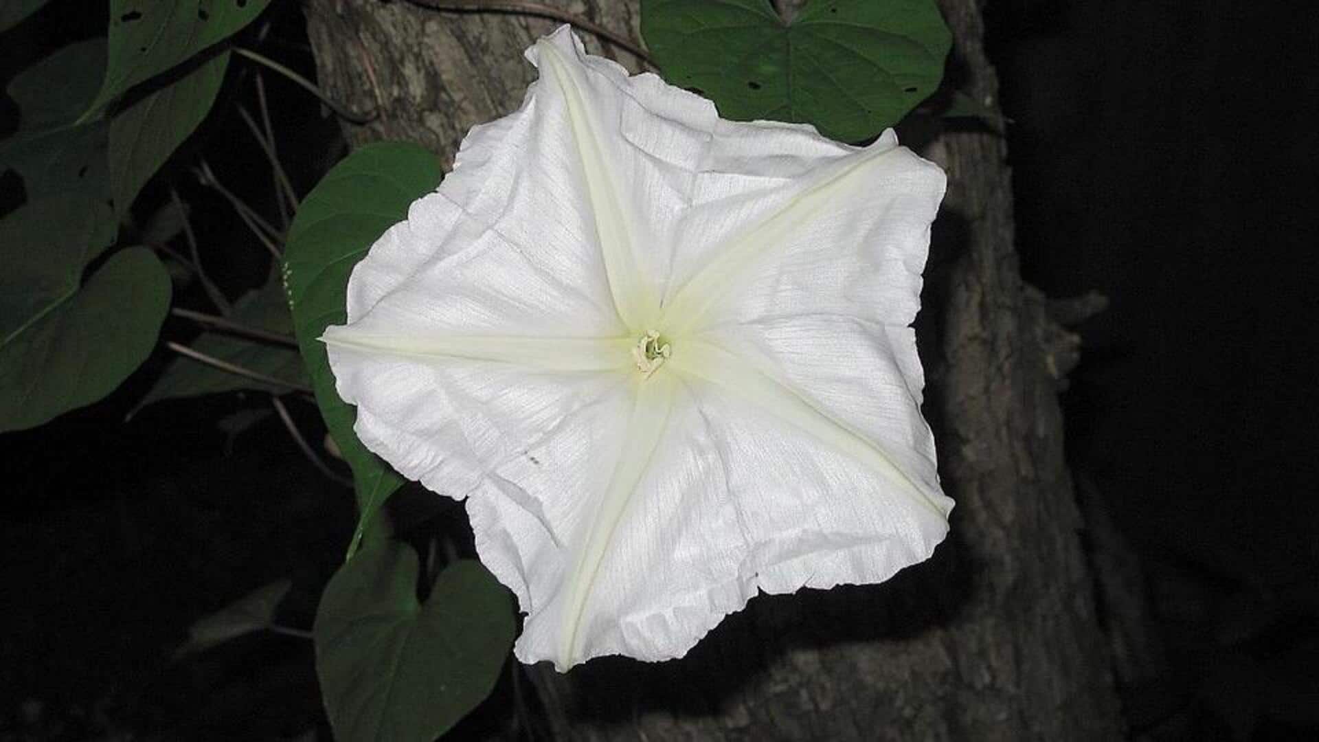 Lima Bunga Langka yang Mekar di Bawah Cahaya Bulan