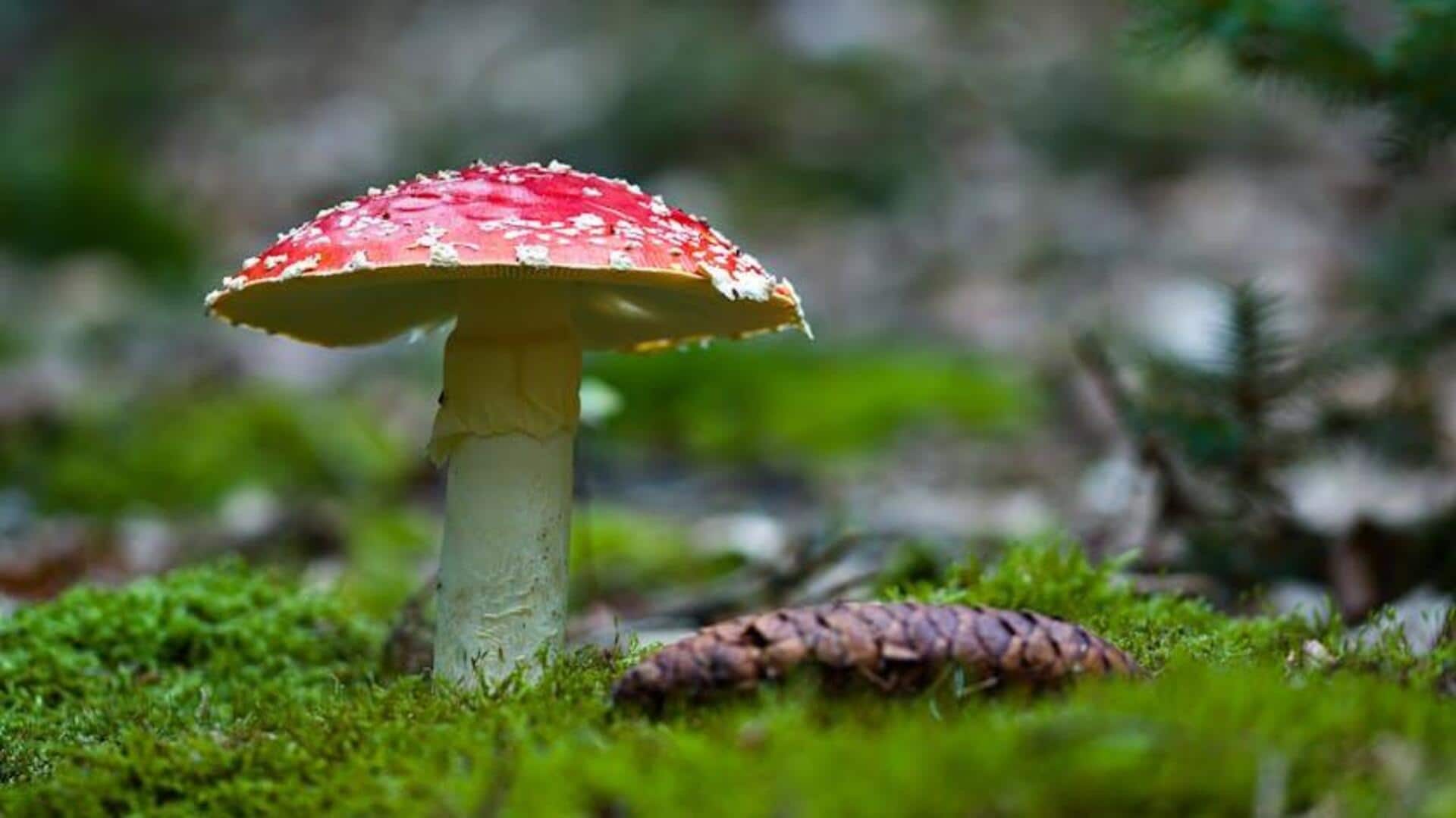 Jamur Kuno di Hutan Kita