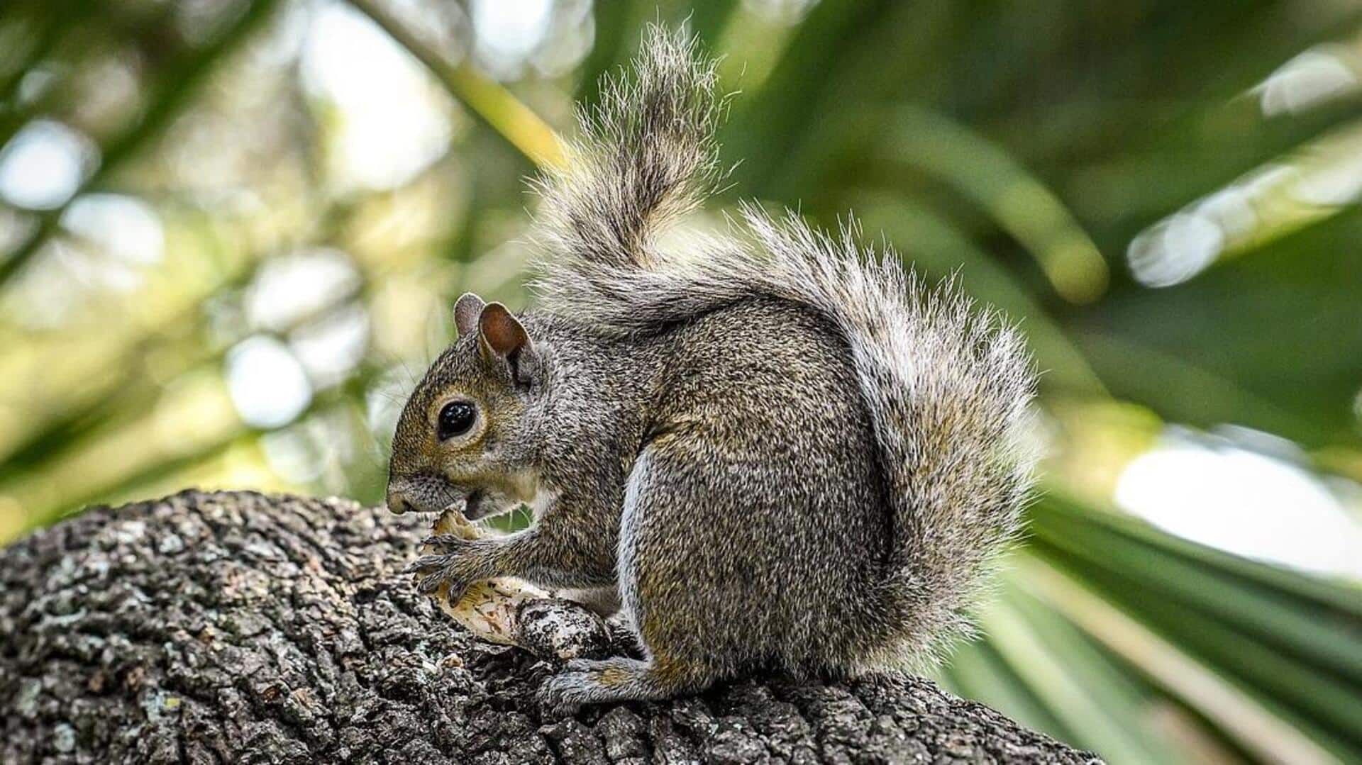 Preferensi Makanan Tupai di Musim yang Berbeda