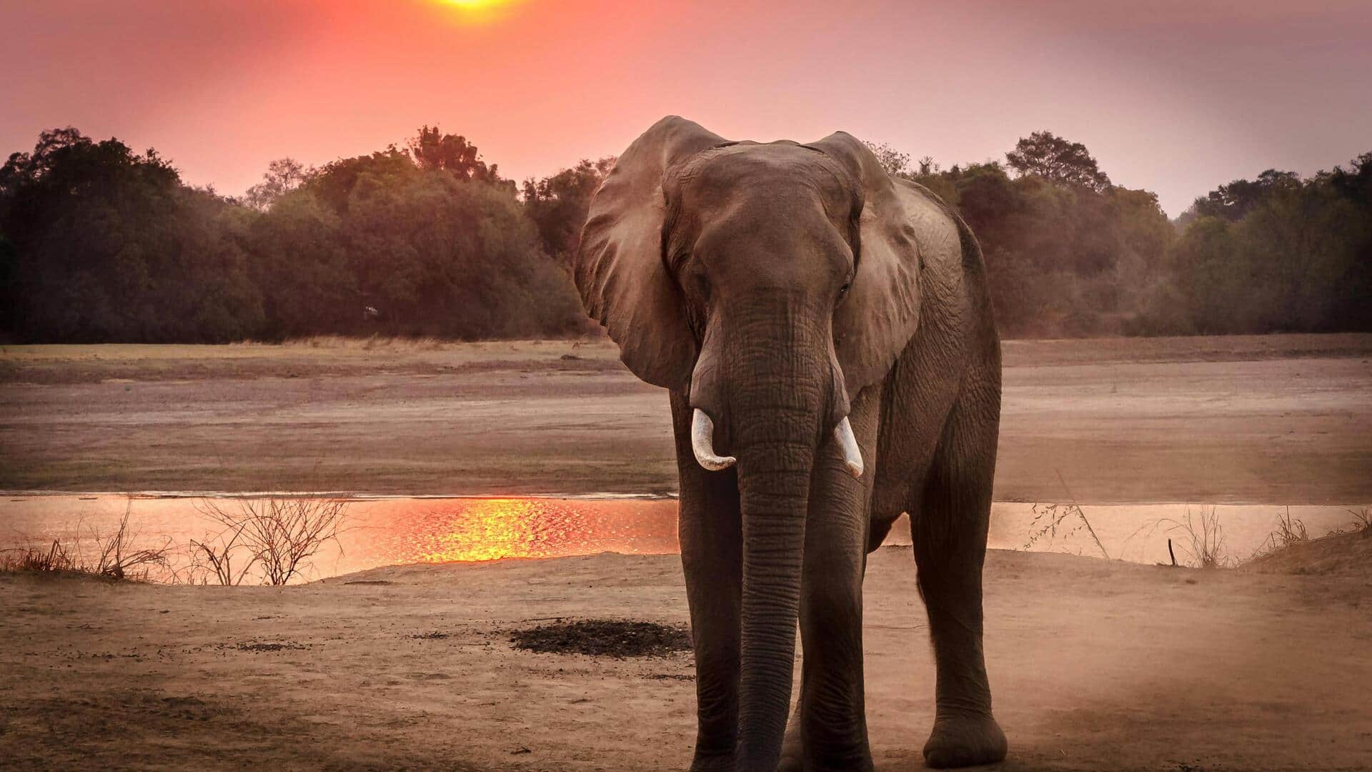 Rahasia jejak gajah: Mengungkap jalur migrasi Rahasia jejak gajah: Mengungkap jalur migrasi
