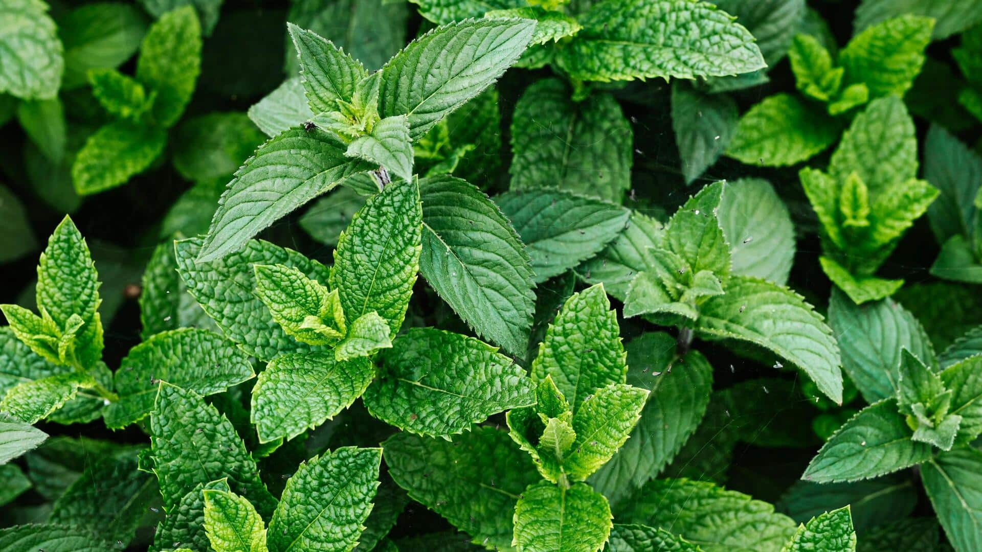 Menanam Peppermint untuk Kesehatan Pernapasan Anda