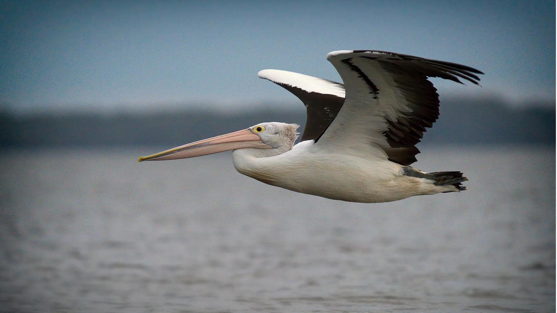 Formasi Penerbangan Pelikan: Keajaiban Alam yang Menakjubkan