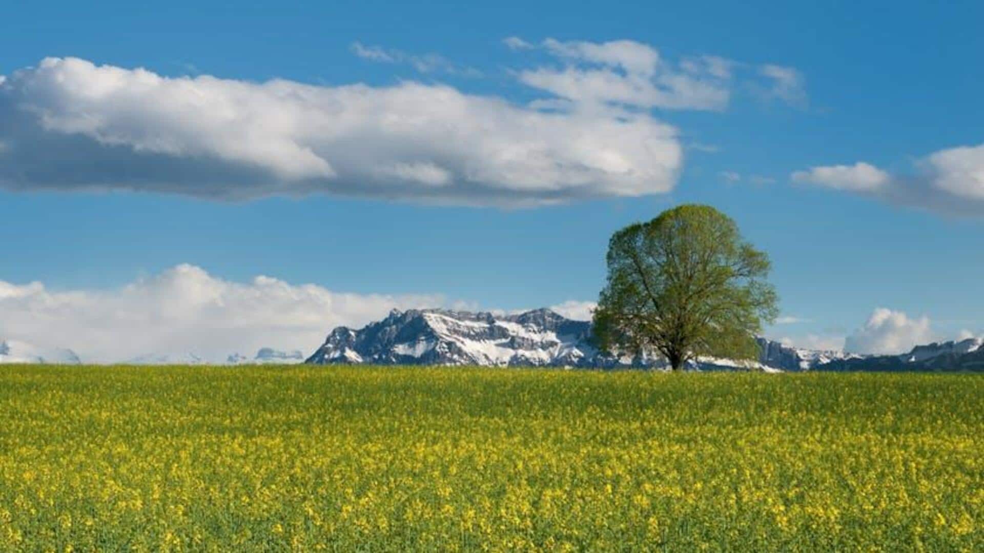 Menyaksikan Keindahan Padang Rumput Alpen Swiss yang Murni