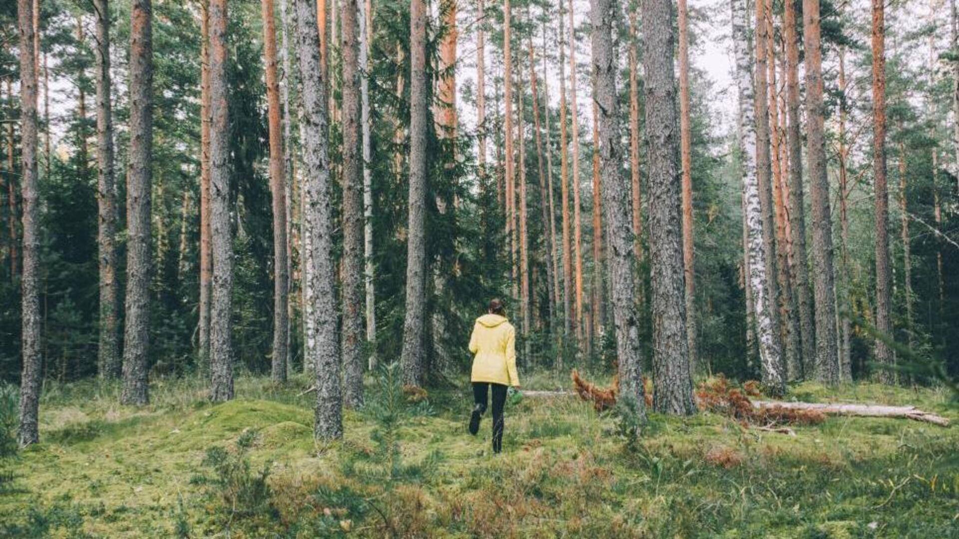 Mandi hutan Jepang untuk relaksasi Mandi hutan Jepang untuk relaksasi