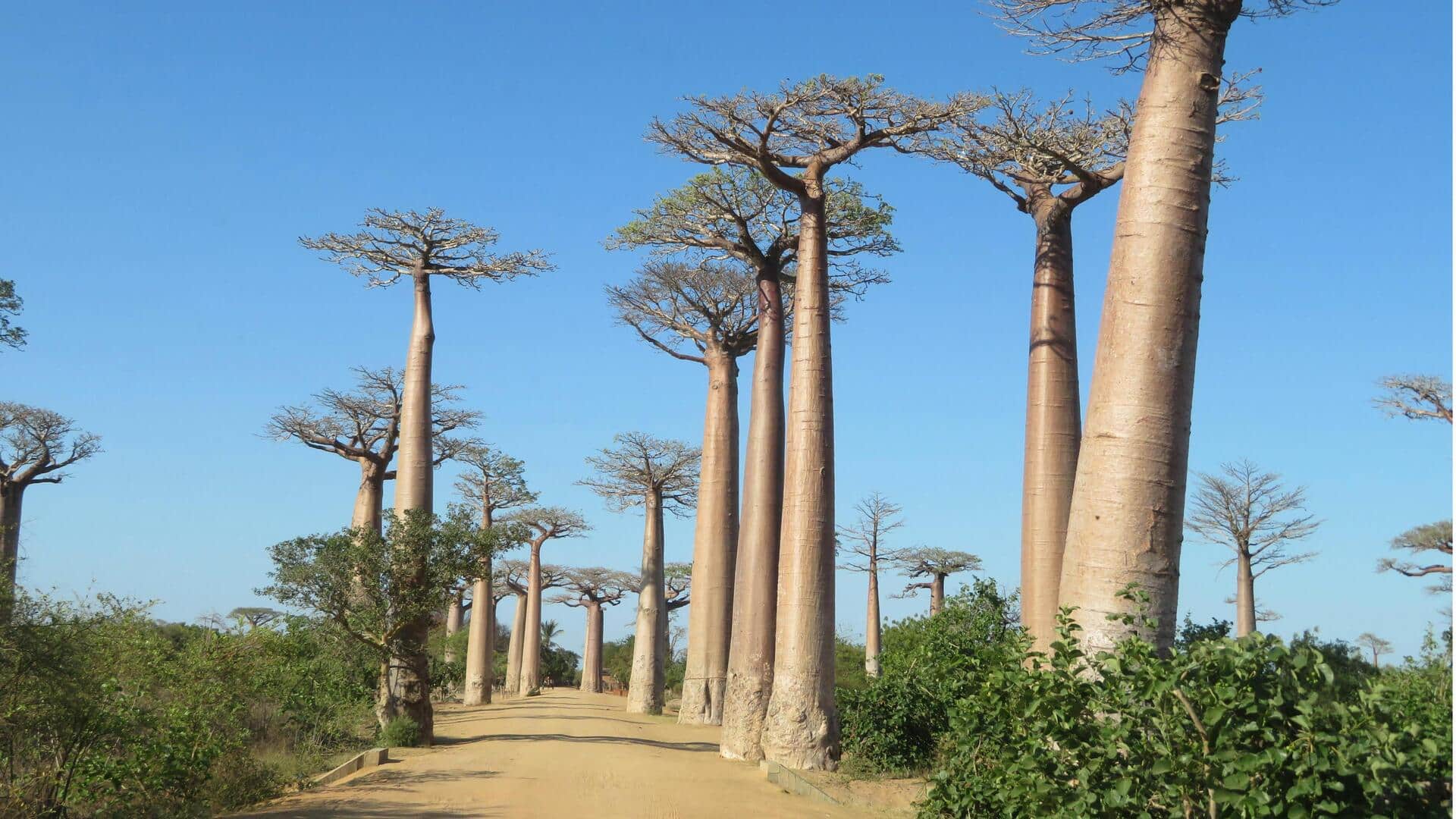 Menjelajahi Allee des Baobabs di Madagaskar