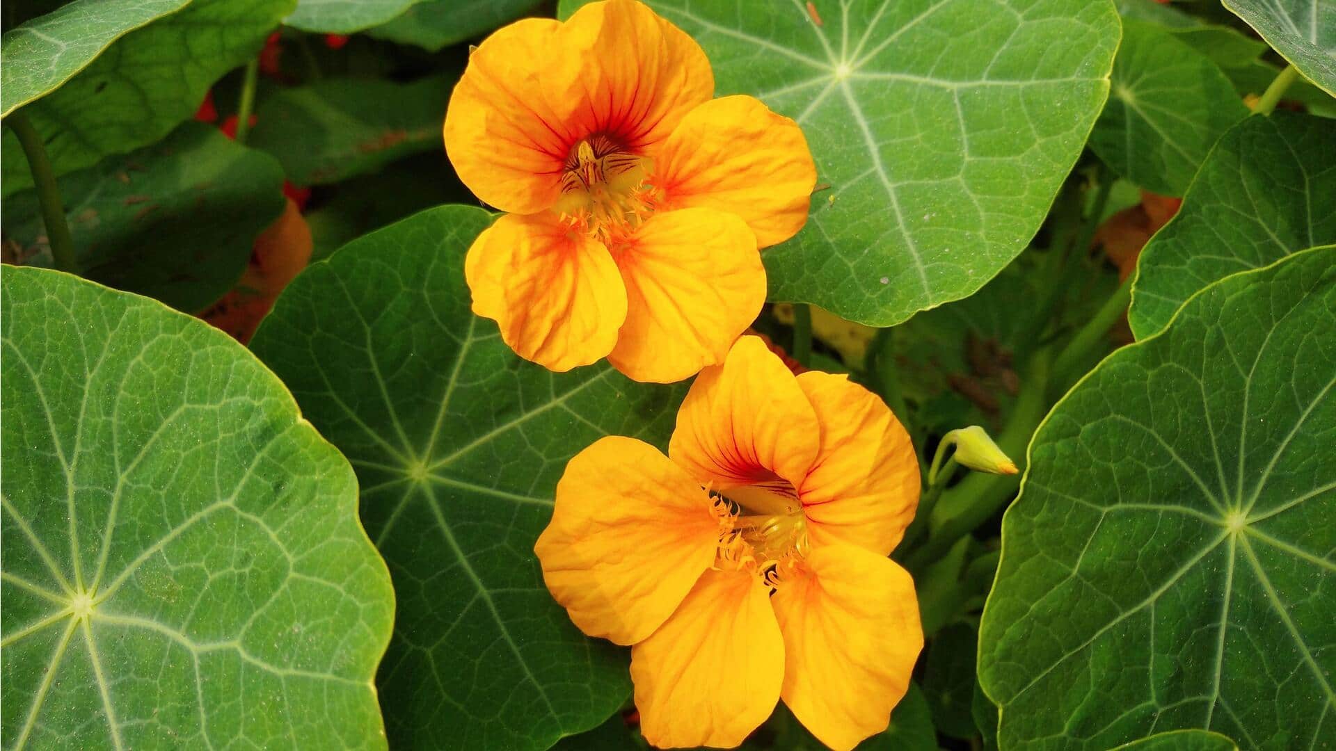 Manfaat Kuliner Bunga Nasturtium