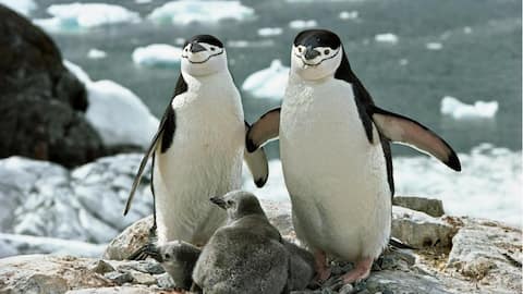 Bagaimana Penguin Antartika Berhasil Tidur Siang 10.000 Kali Sehari!