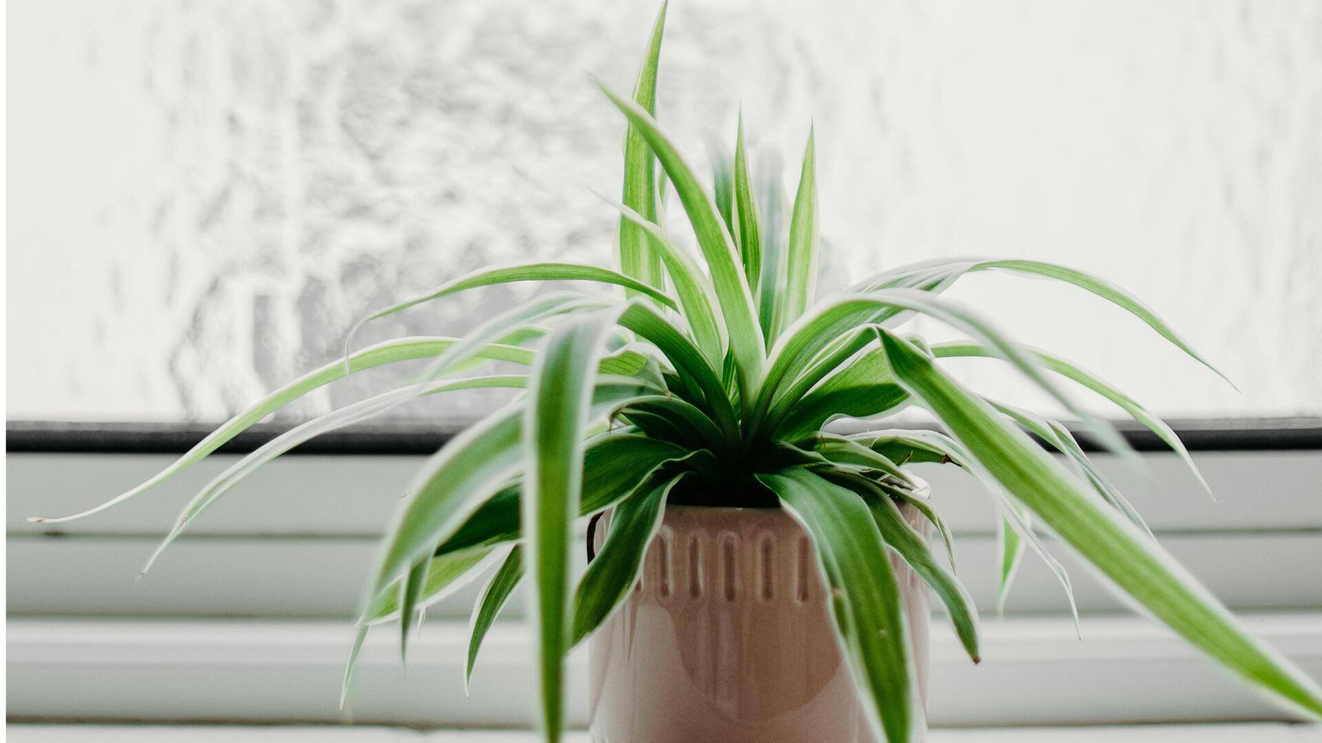 Tanaman Hias yang Menenangkan: Merawat Lili Paris dengan Mudah