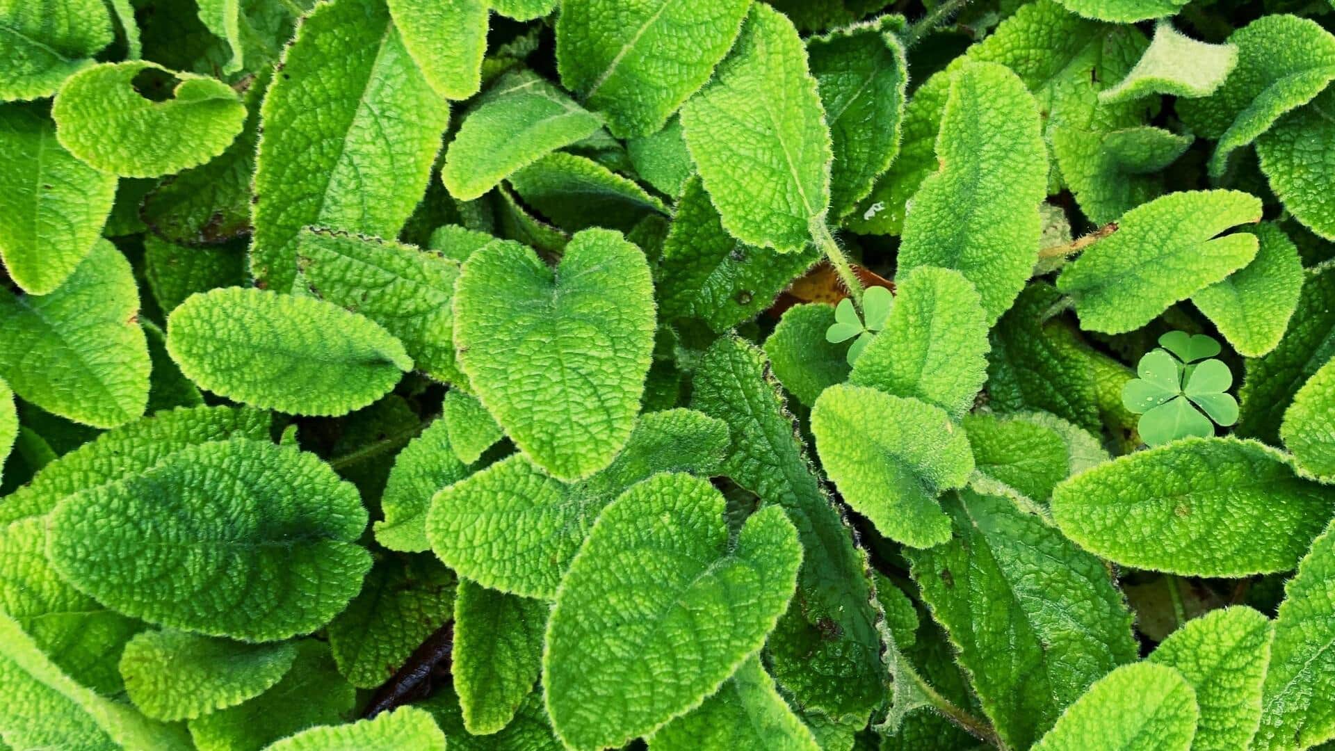 Menanam Lemon Balm Aromatik di Rumah
