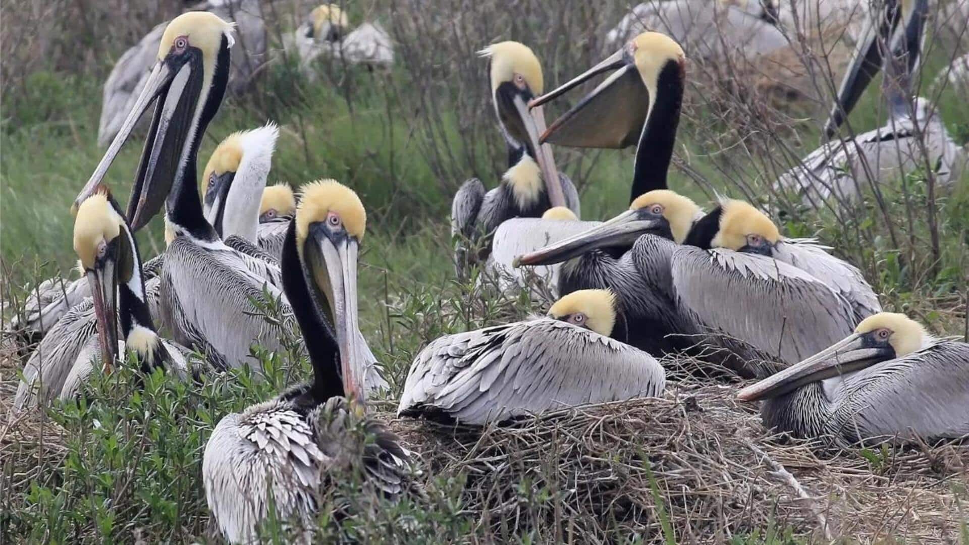 Keajaiban Habitat Pelikan: Tempat Bersarang yang Tidak Biasa