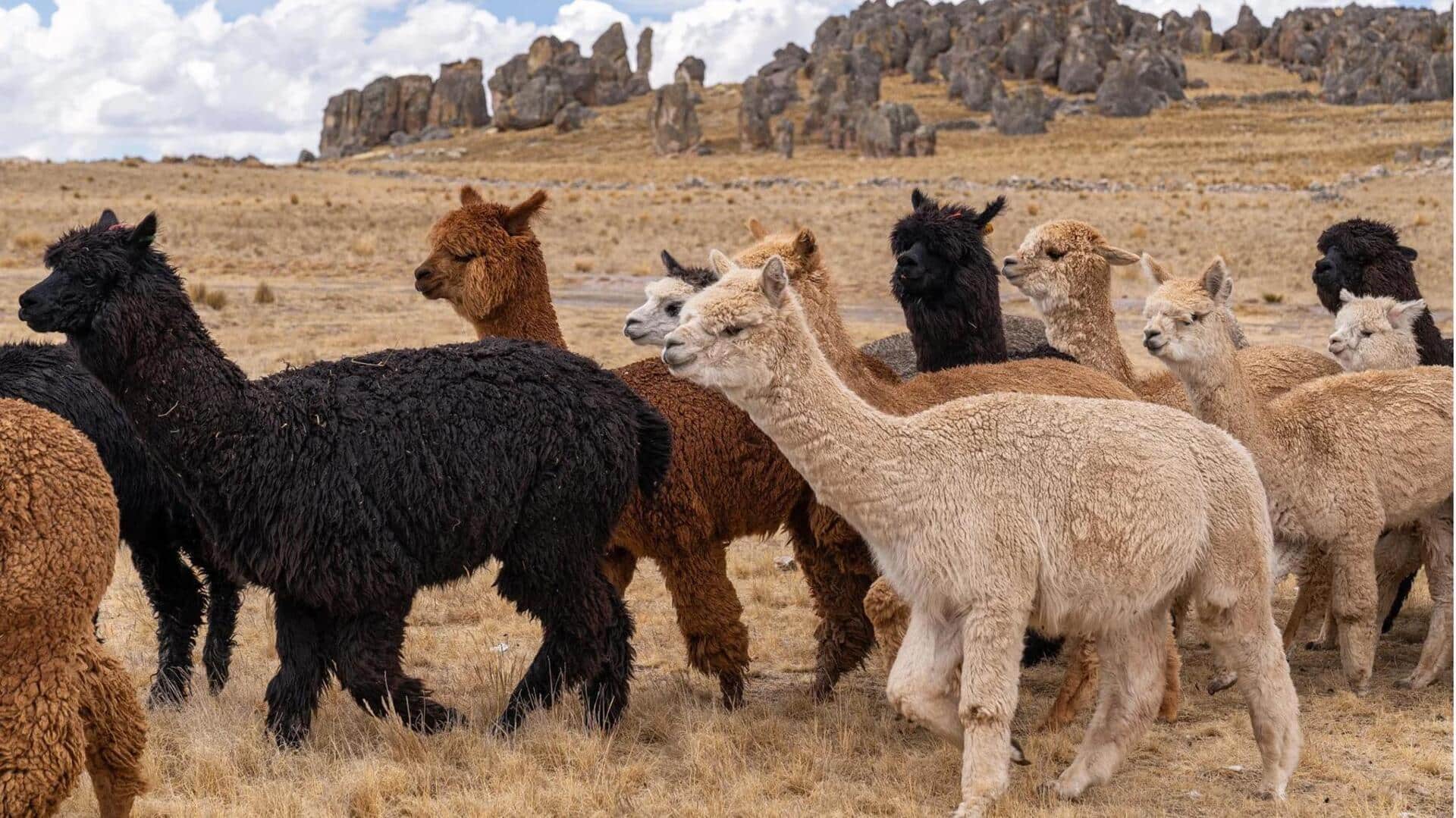 Kebiasaan Alpaka dalam Menghemat Air di Habitat yang Kering