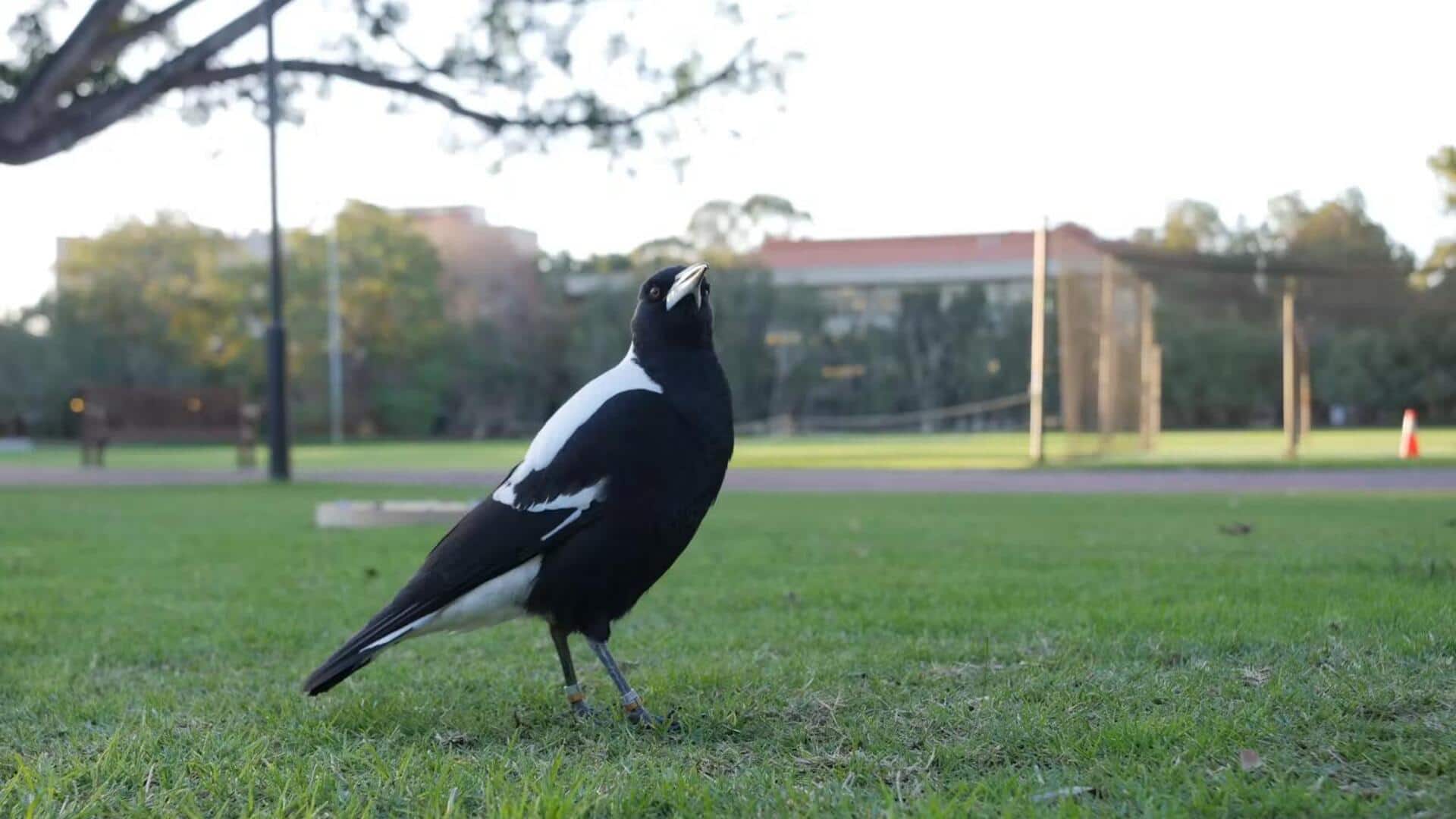 Mengamati Kehidupan Burung Magpie di Lingkungan Perkotaan