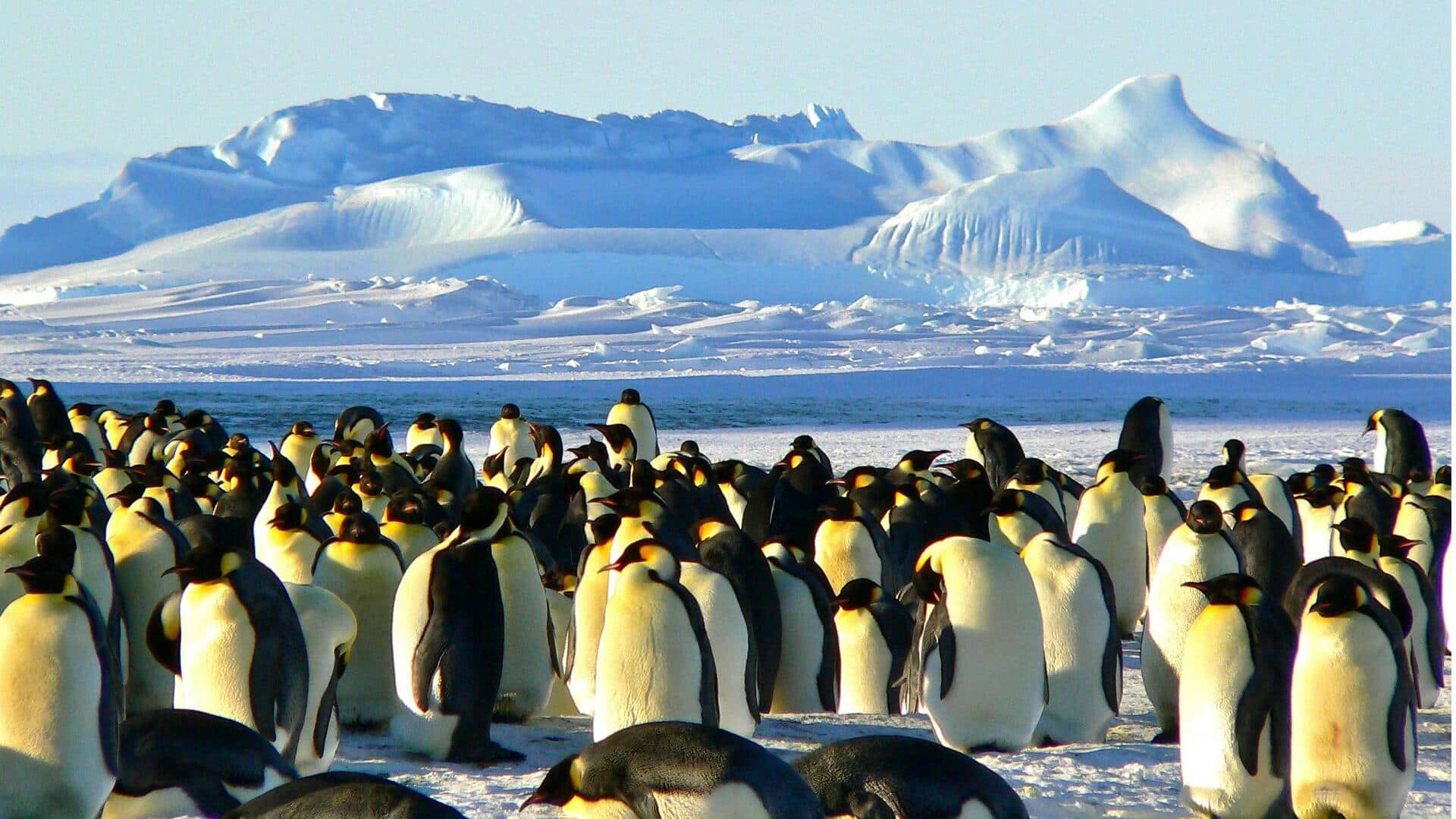 Pengasuhan unik penguin kaisar di hawa dingin ekstrem Pengasuhan unik penguin kaisar di hawa dingin ekstrem