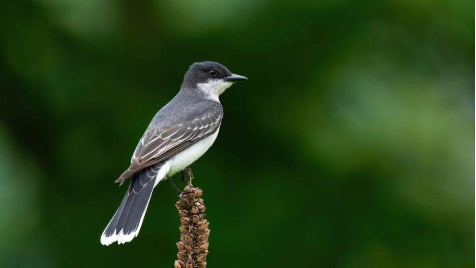 Fakta Menarik tentang Proses Pergantian Bulu Kingbird