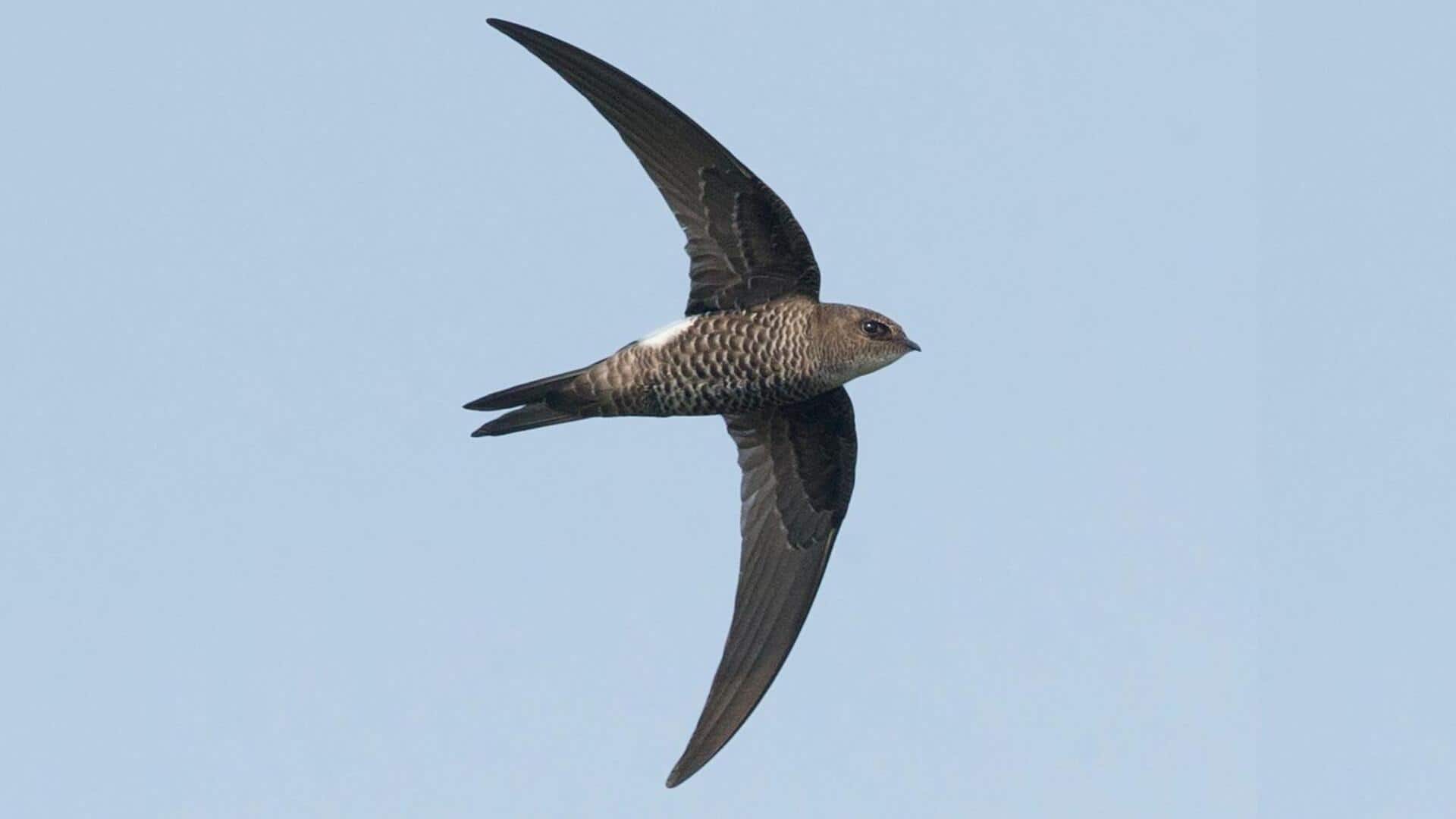 Taktik Unik Swift dalam Meloloskan Diri dari Predator di Udara