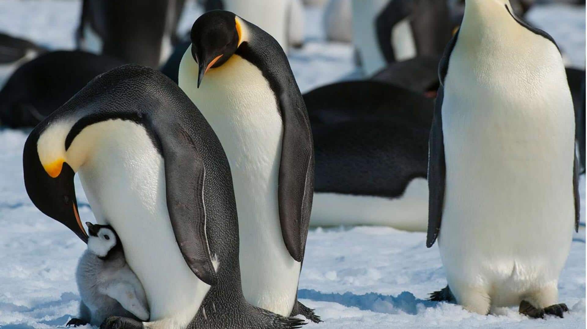 Metode Unik Pengasuhan Penguin: Keseimbangan dan Perlindungan