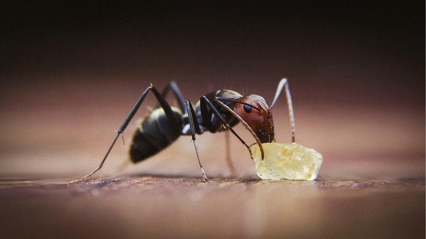 5 Trik Sederhana membasmi semut di rumah