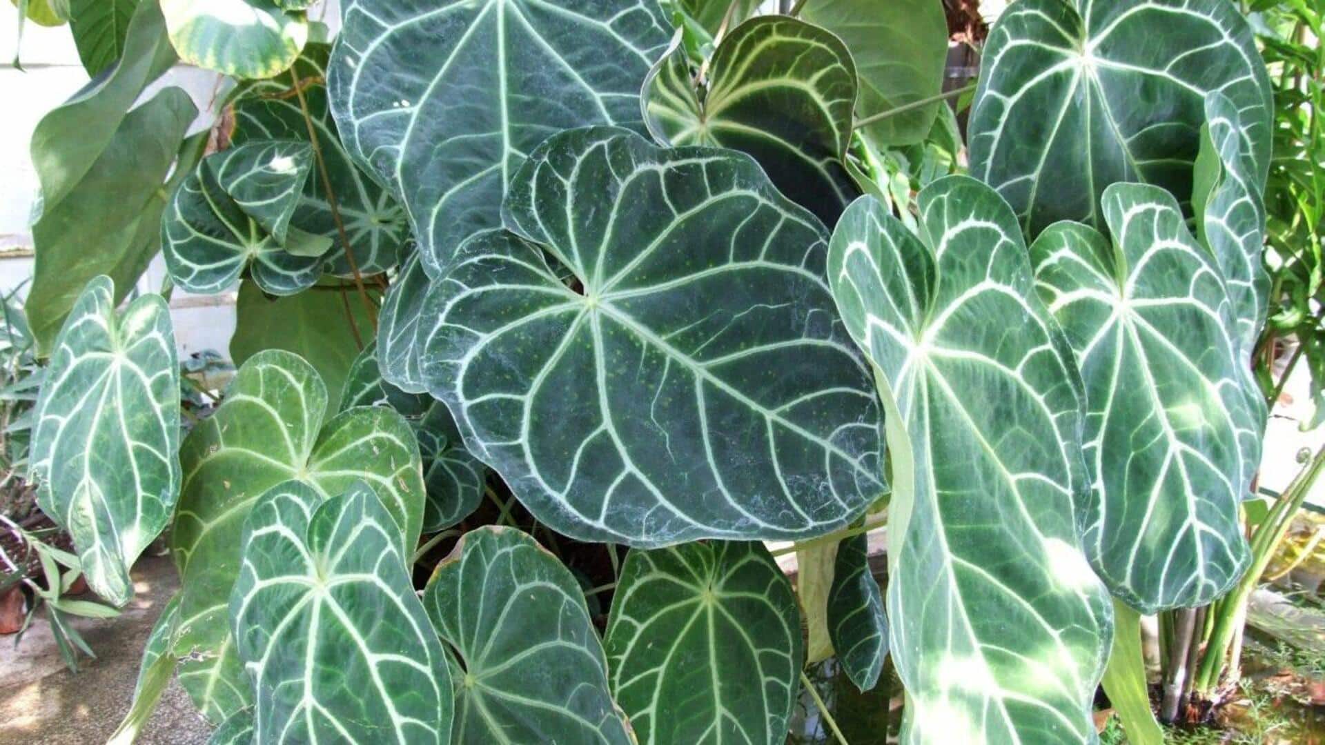 Menanam Kuping Gajah di Tempat Teduh