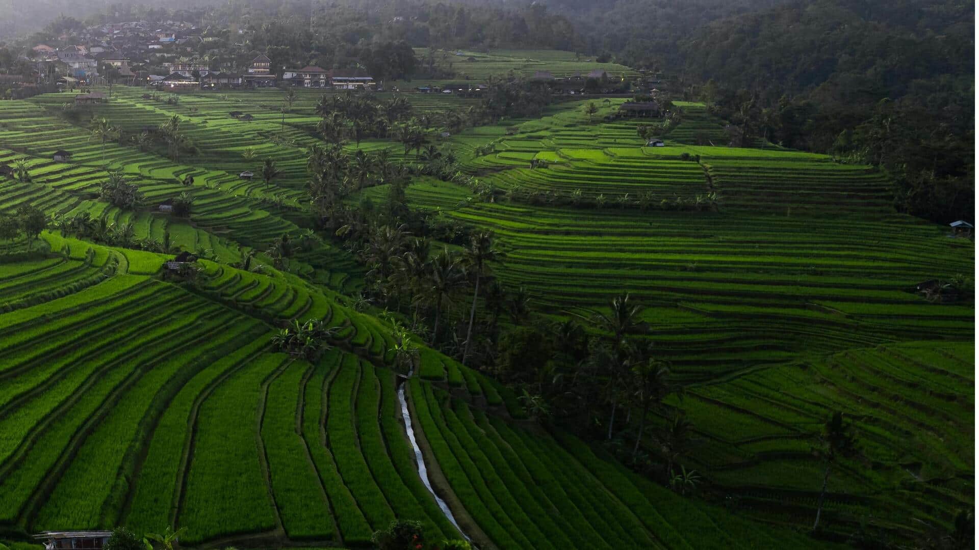 Terasering Padi Bali: Jalan-Jalan Indah di Bawah Matahari Tropis