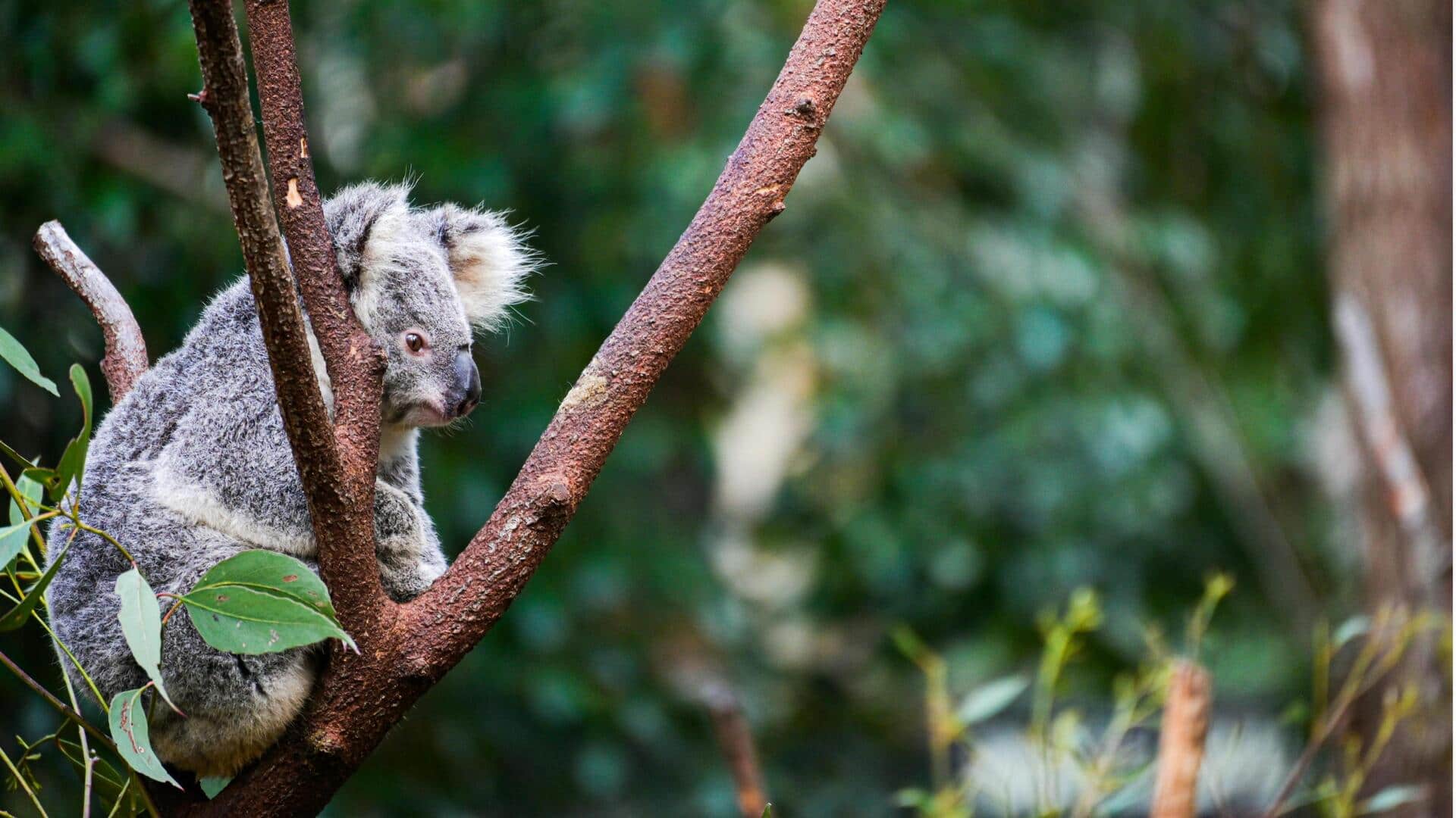 Lima Suaka Margasatwa Terbaik di Queensland, Australia