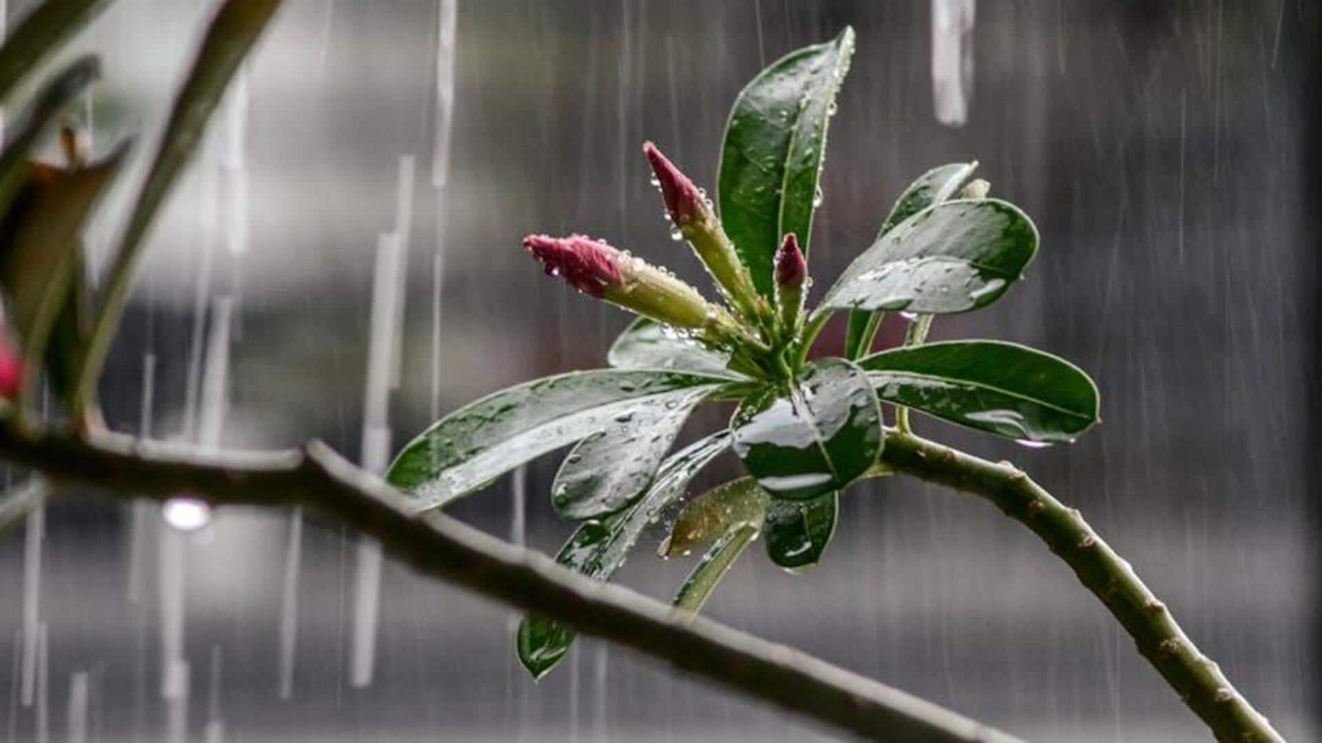 Mengapa Tanaman Menggunakan Lebih Banyak Air saat Hujan