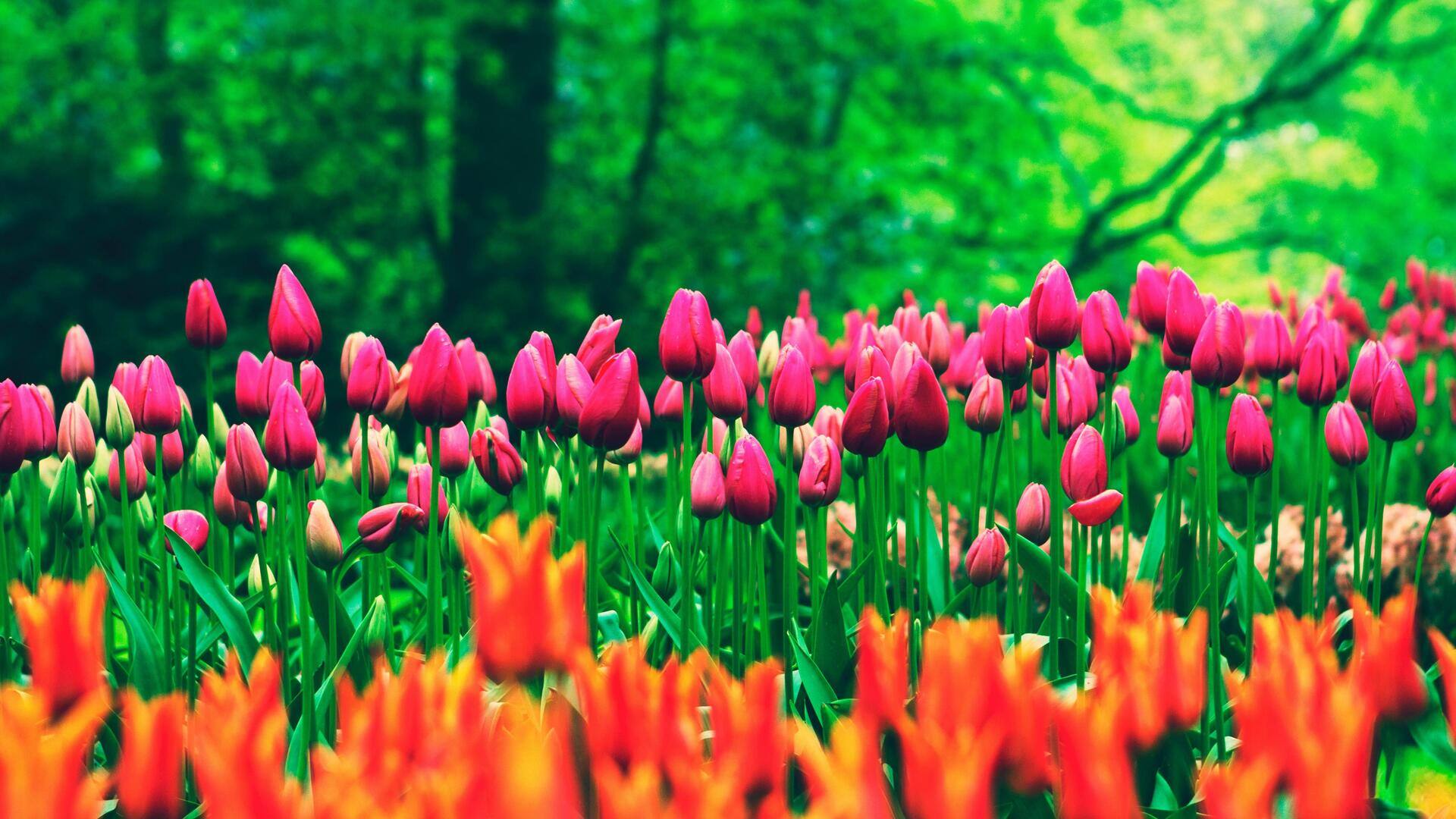 Menikmati Keindahan Ladang Tulip di Keukenhof, Belanda