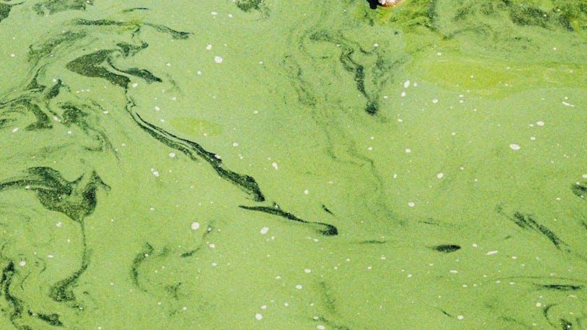 Alga: Solusi Masa Depan Penangkap Karbon