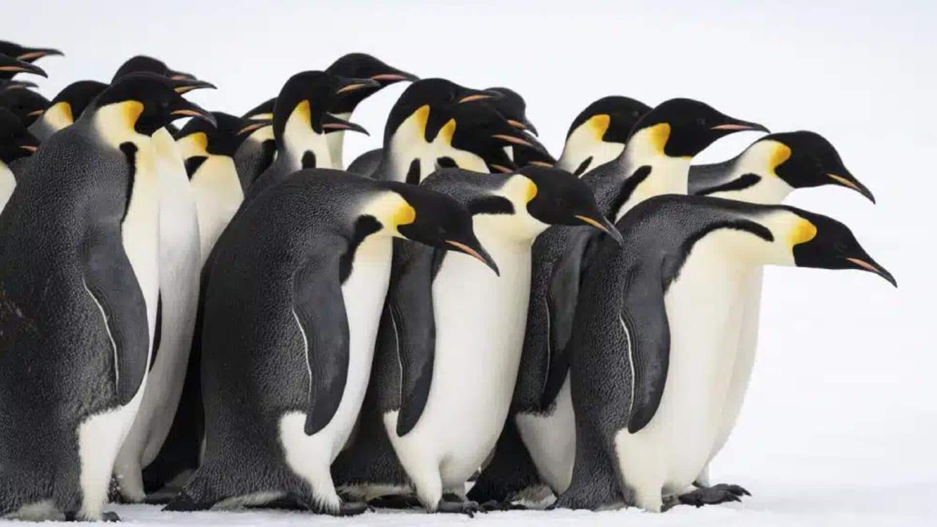 Lima Fakta Menakjubkan tentang Perlindungan Bulu Penguin