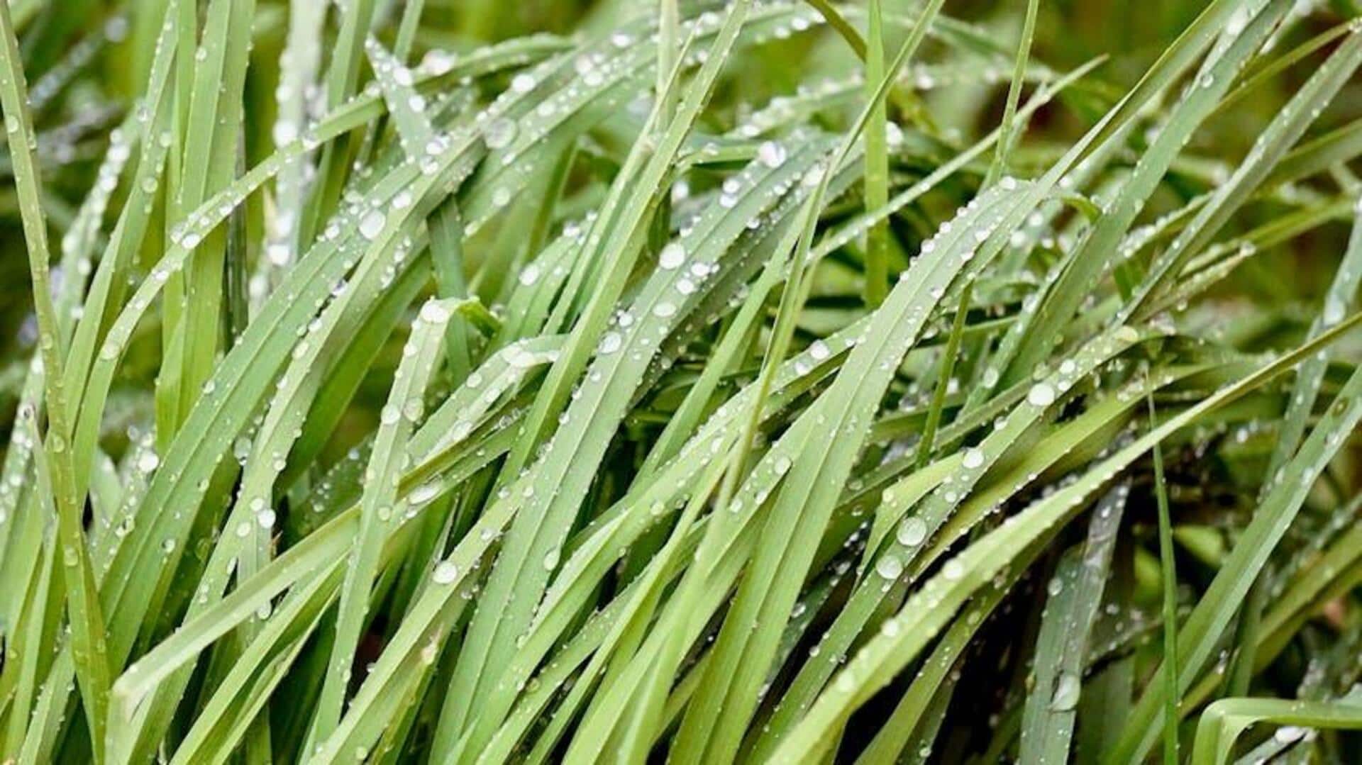 Cara Menanam Serai Dalam Pot: Lima Tips Penting