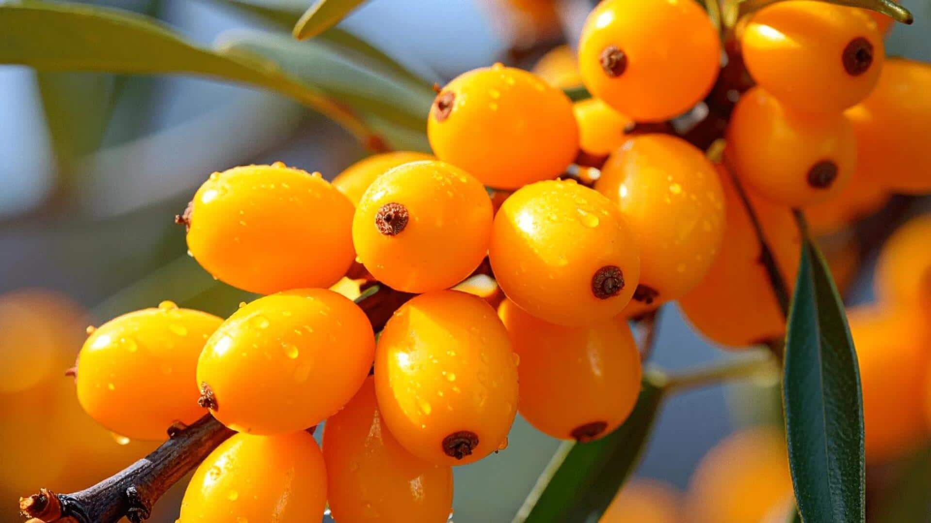 Menikmati Rasa Unik dari Sea Buckthorn