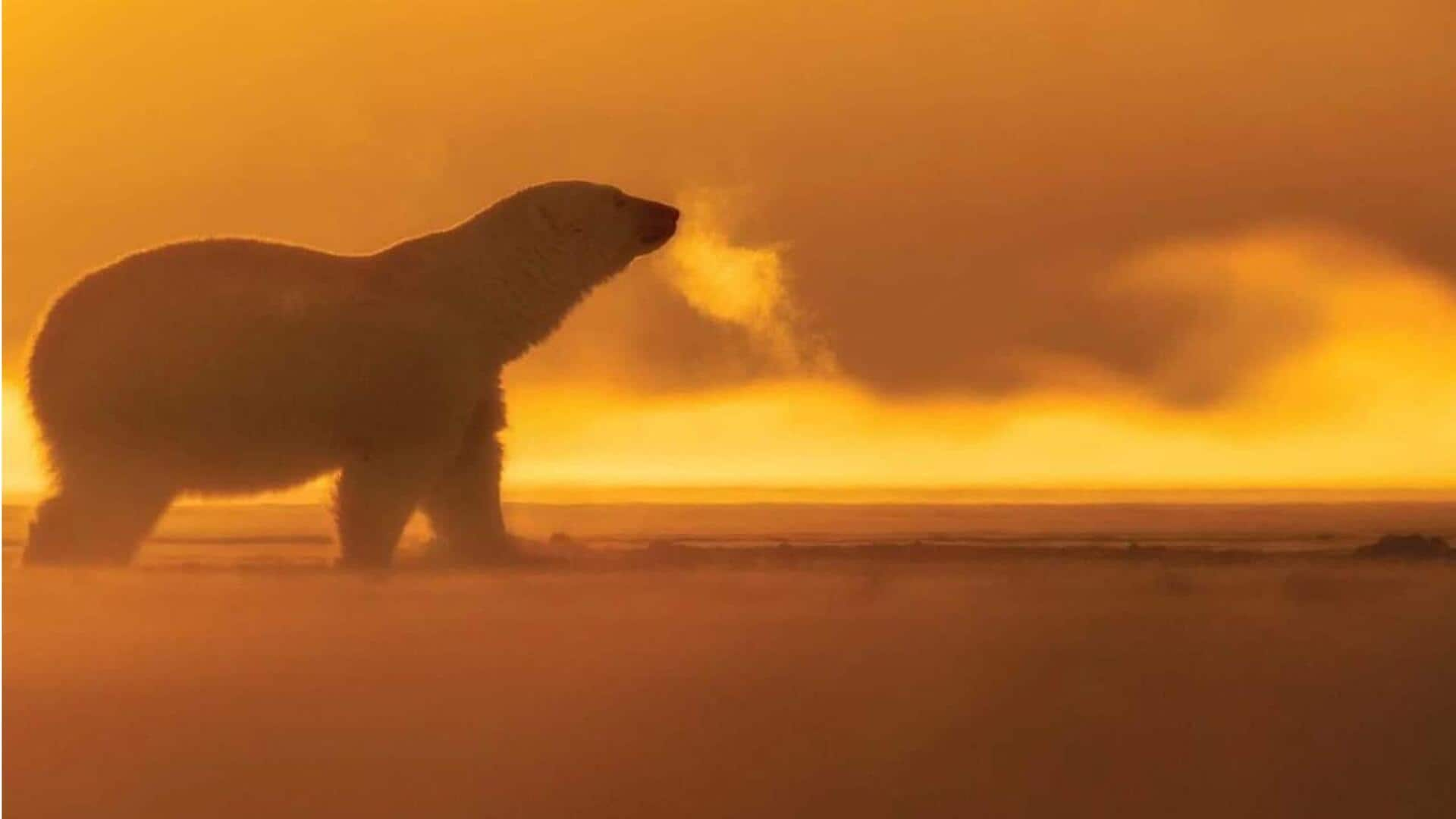 Ikuti ekspedisi kutub yang menakjubkan di Svalbard, Norwegia