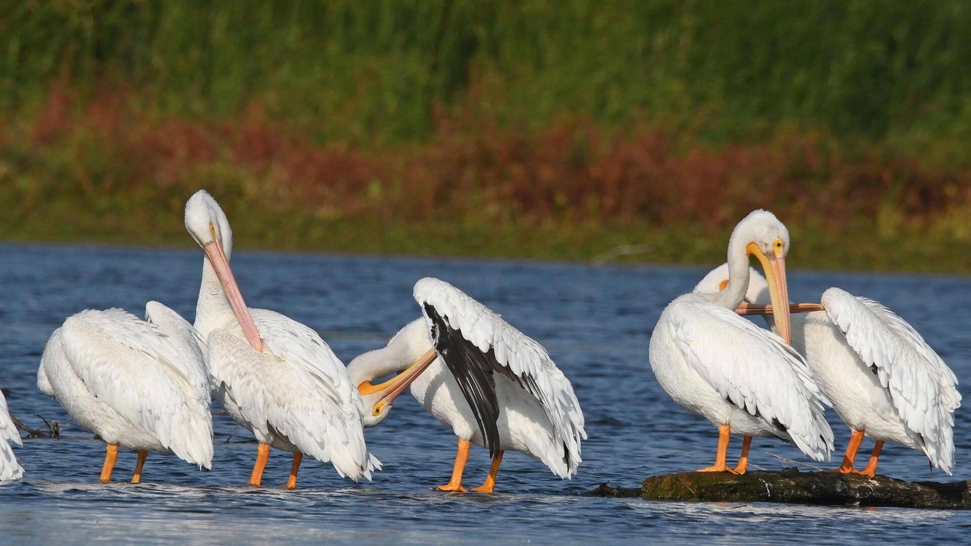 Peran Pelikan dalam Menjaga Keseimbangan Ekosistem di Wilayah Pesisir