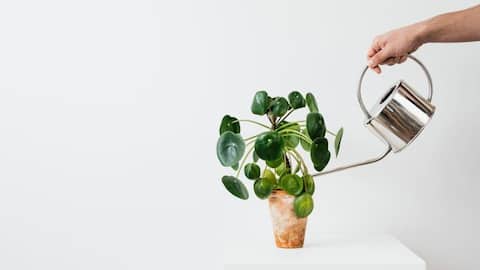 Lima Cara Penting untuk Meningkatkan Kesehatan Tanaman