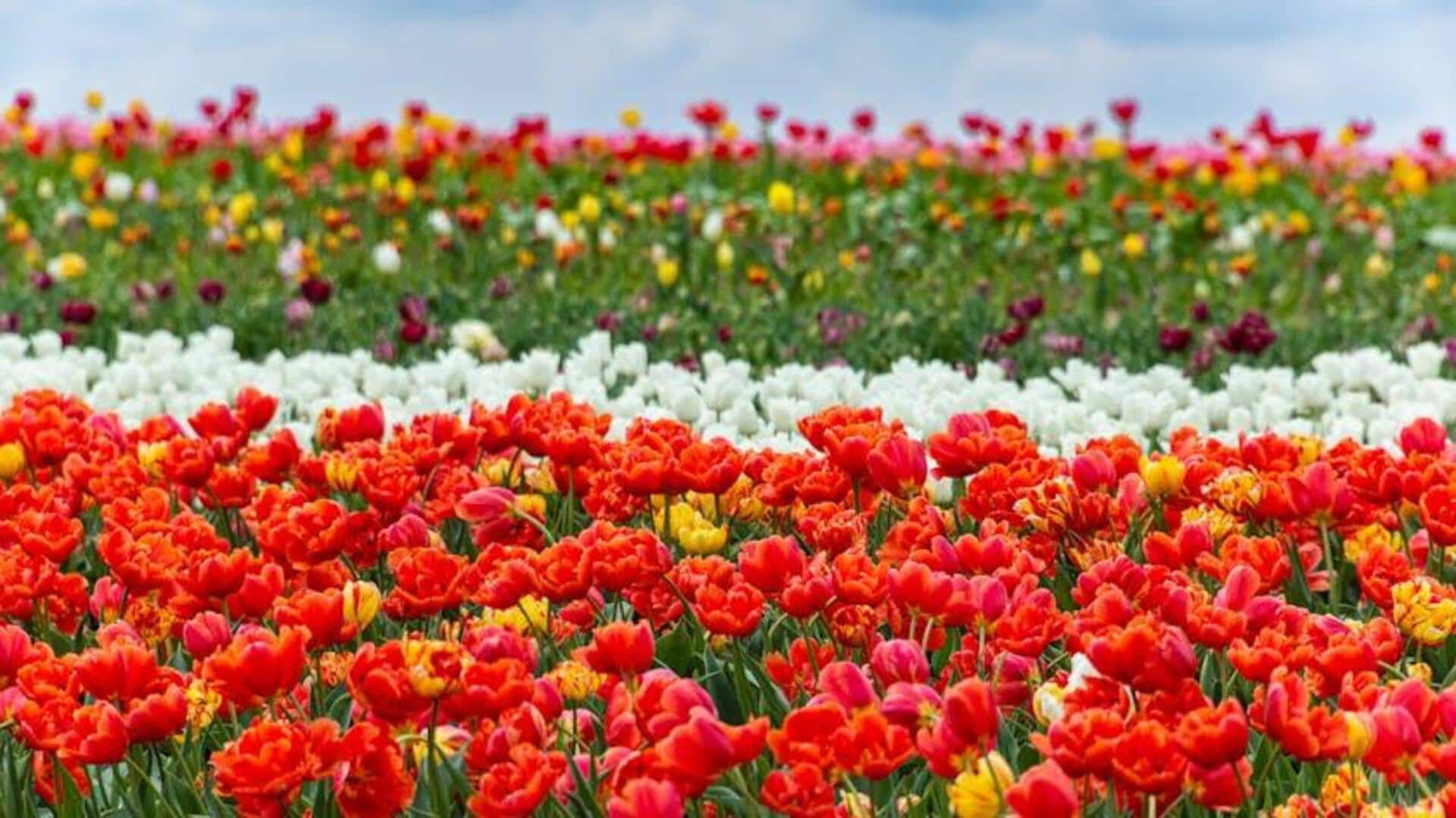 Bersepeda Melalui Ladang Tulip Belanda: Petualangan Musim Semi Terbaik Bersepeda Melalui Ladang Tulip Belanda: Petualangan Musim Semi Terbaik