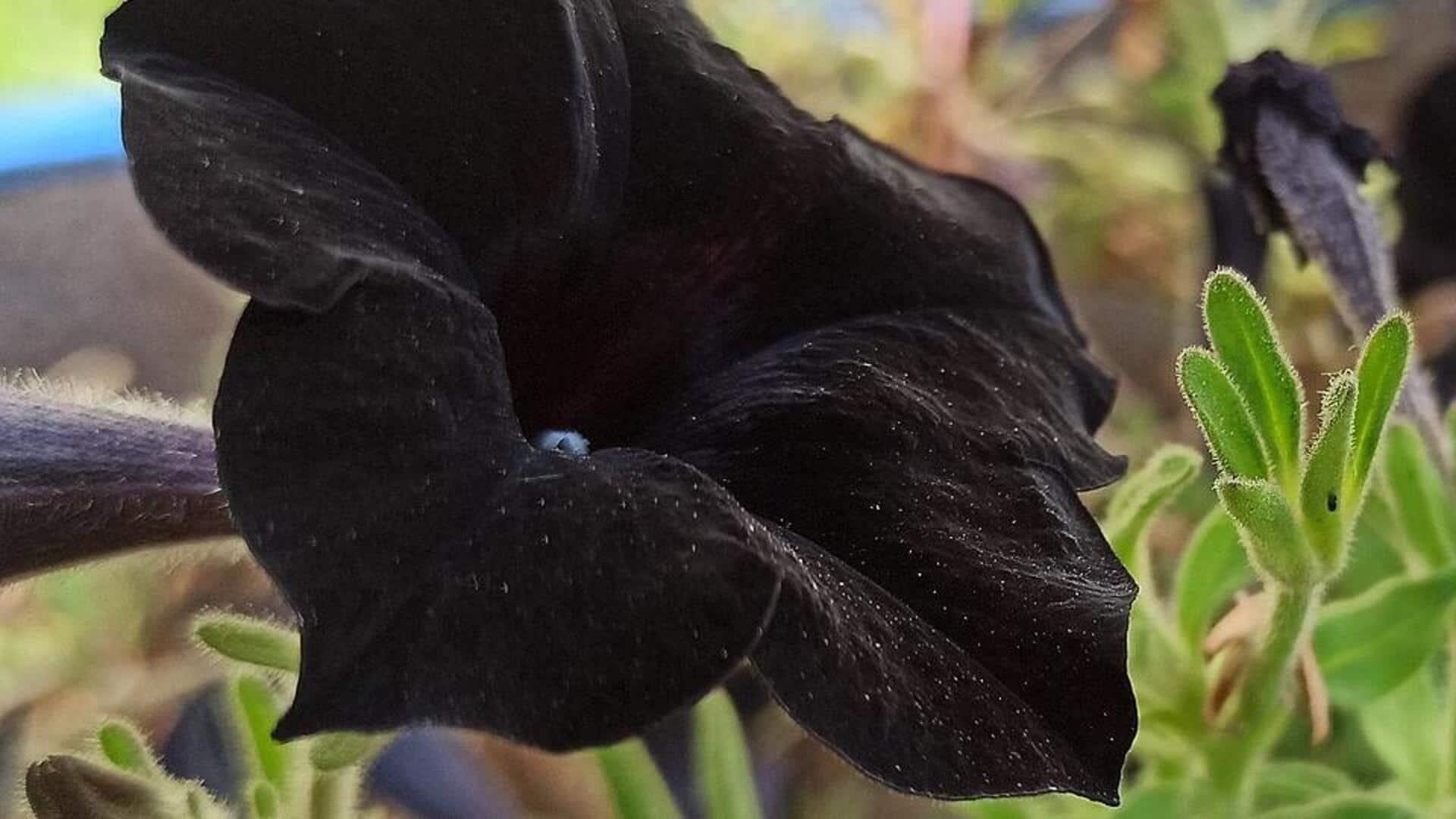 Warna Bunga yang tidak Biasa: Menumbuhkan Petunia Hitam di Taman