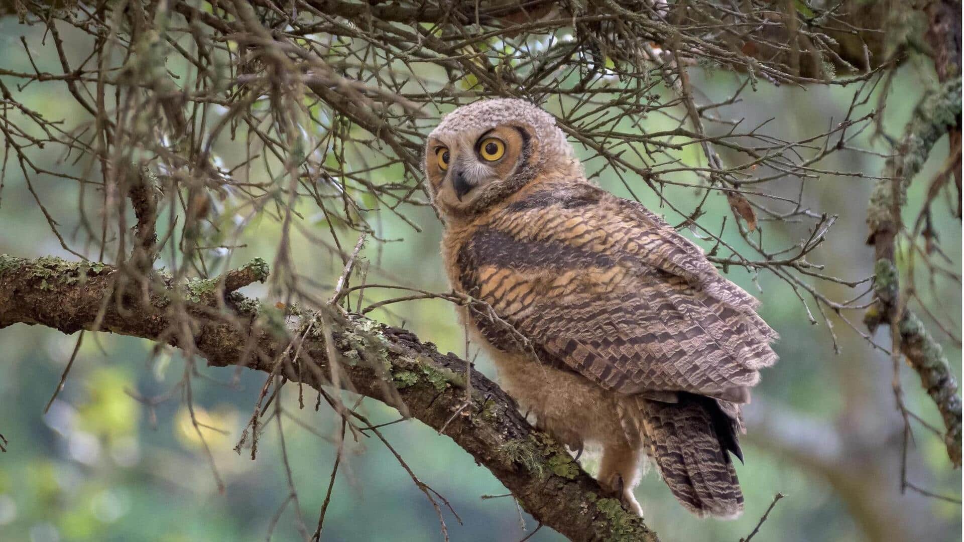 Lima Peran Tak Terduga Burung Hantu dalam Ekosistem 