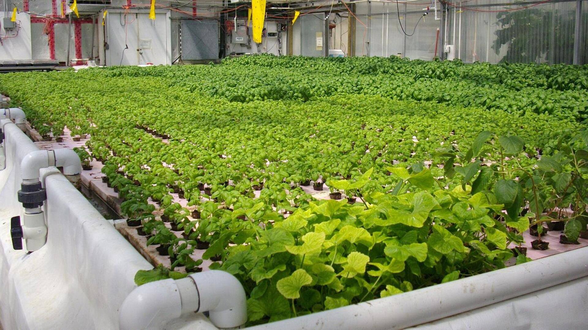 Inovasi Unik dalam Teknologi Pertanian Global