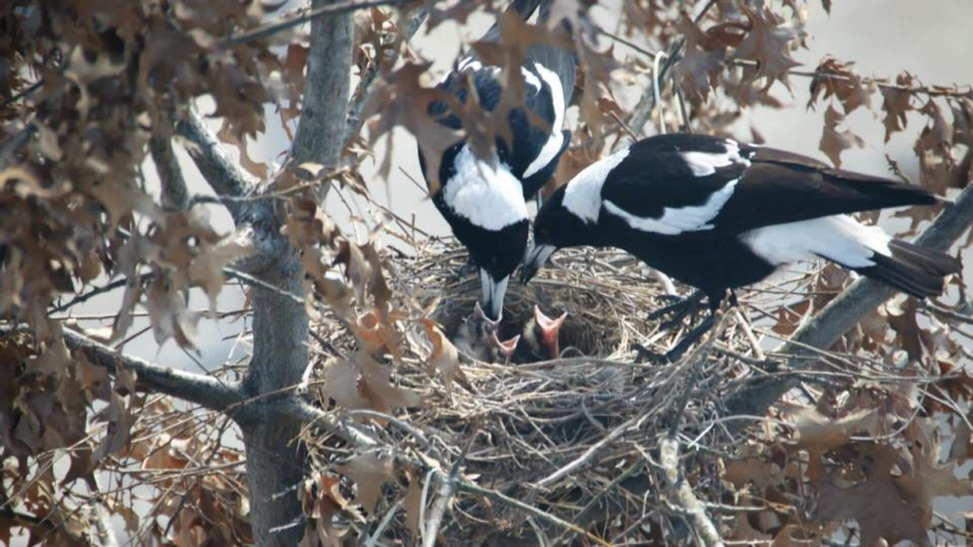 Lima Rahasia Burung Magpie dalam Merawat Anak-anaknya
