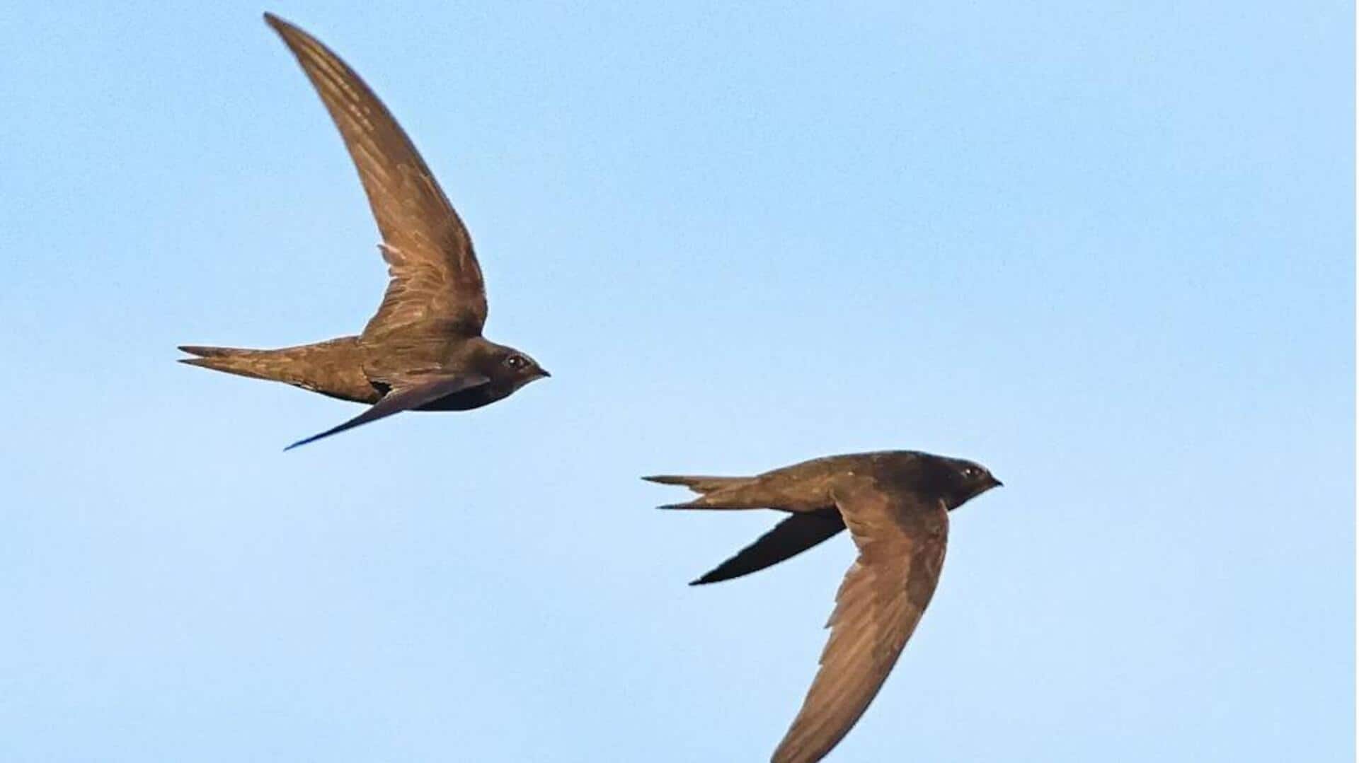 Lima Tantangan Unik yang Dihadapi Burung Swift dalam Migrasi Tahunan